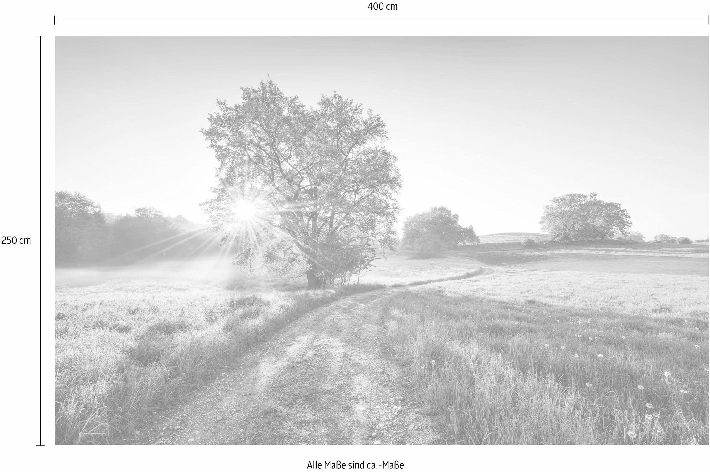 Komar Vliestapete »Digitaldruck Vlies -  A New Day in Paradise - Grösse 400 x 250 cm« bedruckt glatt Wohnzimmer, Schlafzimmer