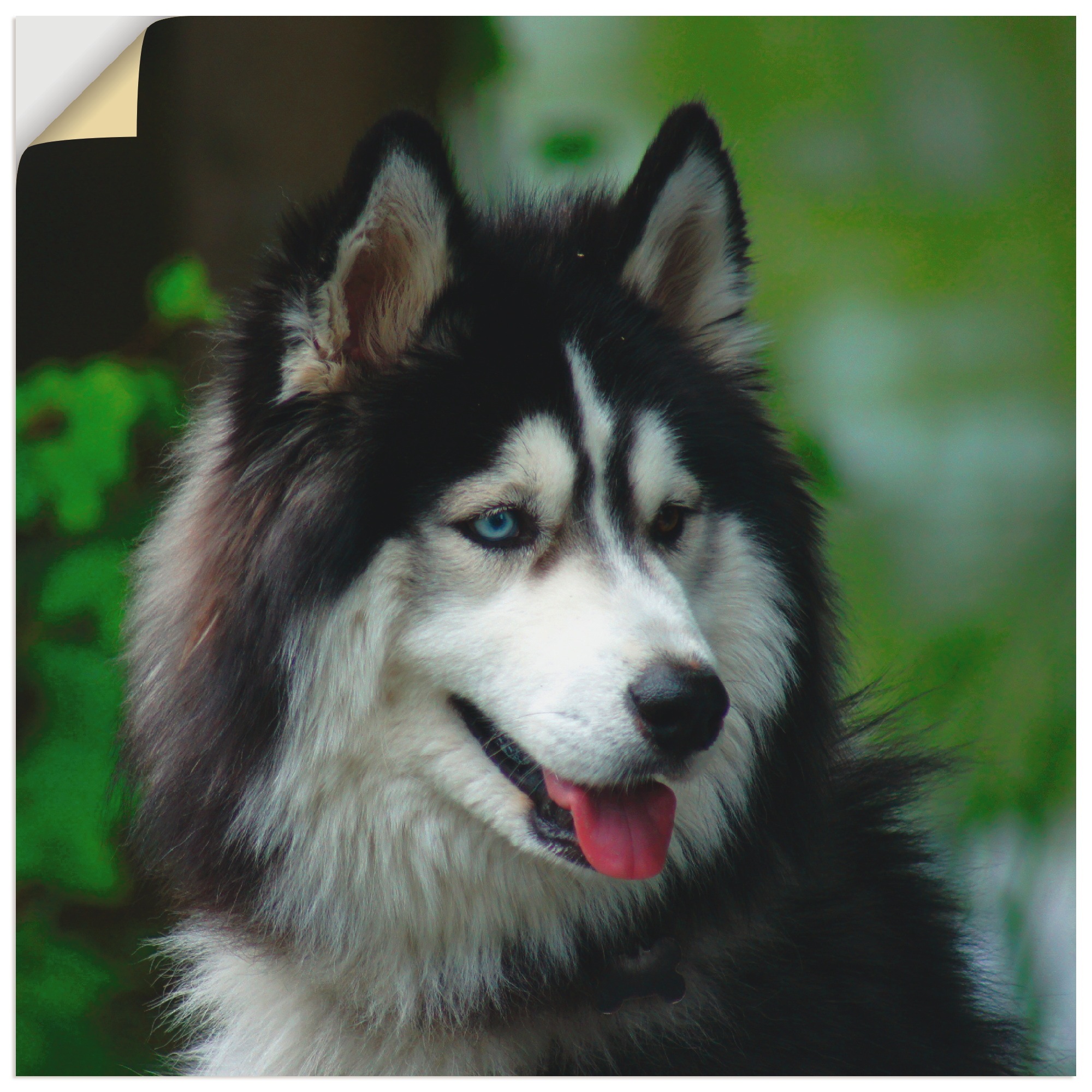 Image of Artland Wandbild »Husky Portrait«, Haustiere, (1 St.), in vielen Grössen & Produktarten - Alubild / Outdoorbild für den Aussenbereich, Leinwandbild, Poster, Wandaufkleber / Wandtattoo auch für Badezimmer geeignet bei Ackermann Versand Schweiz