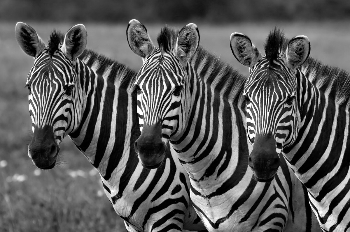 Image of Papermoon Fototapete "Zebras Schwarz & Weiss"