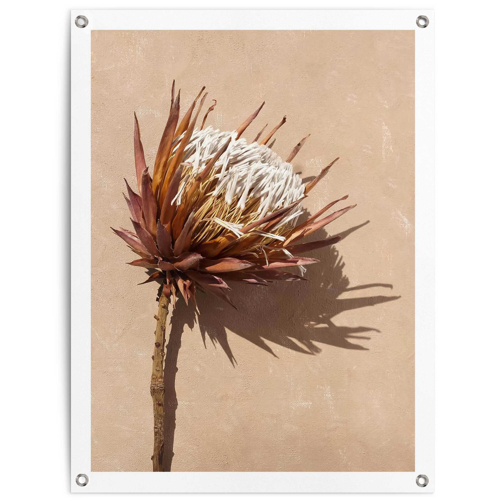 Image of Reinders Poster "Schattenblume" Garten - Trockenblumen - Exotisch - Braun - Leinwand - Blumen