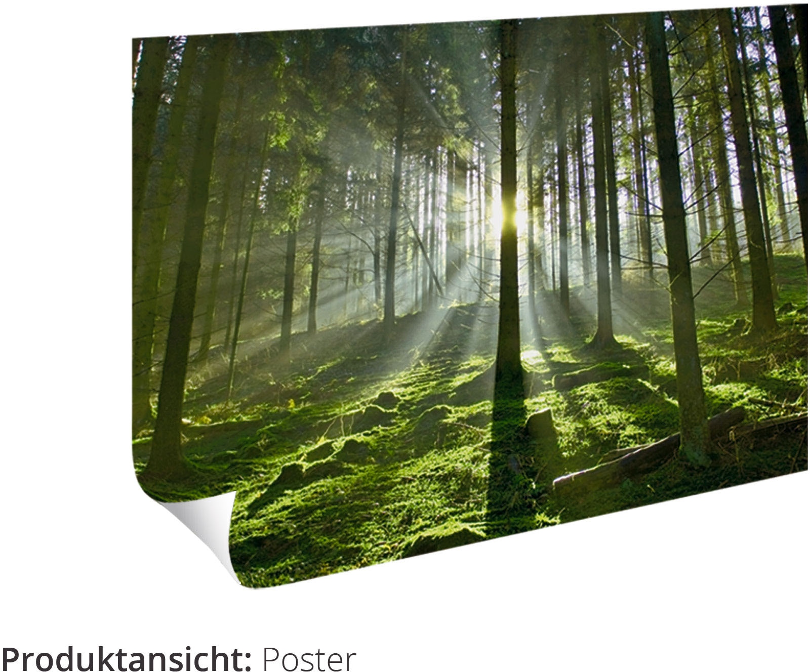 Artland Poster »Geniesse die Natur«, Baumbilder, (Set, 6 St.), 6er Set, 2xDIN A3 / 4xDIN A4, ohne Rahmen