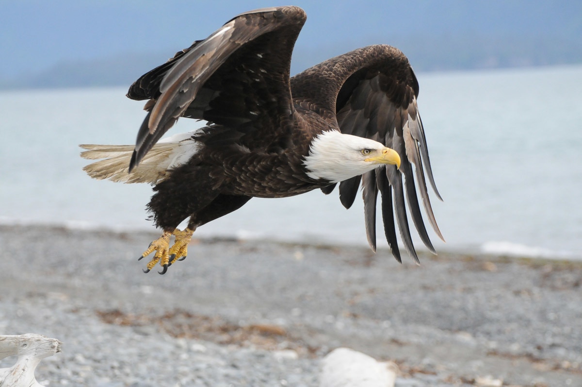 Image of Papermoon Fototapete "Weisskopfseeadler"