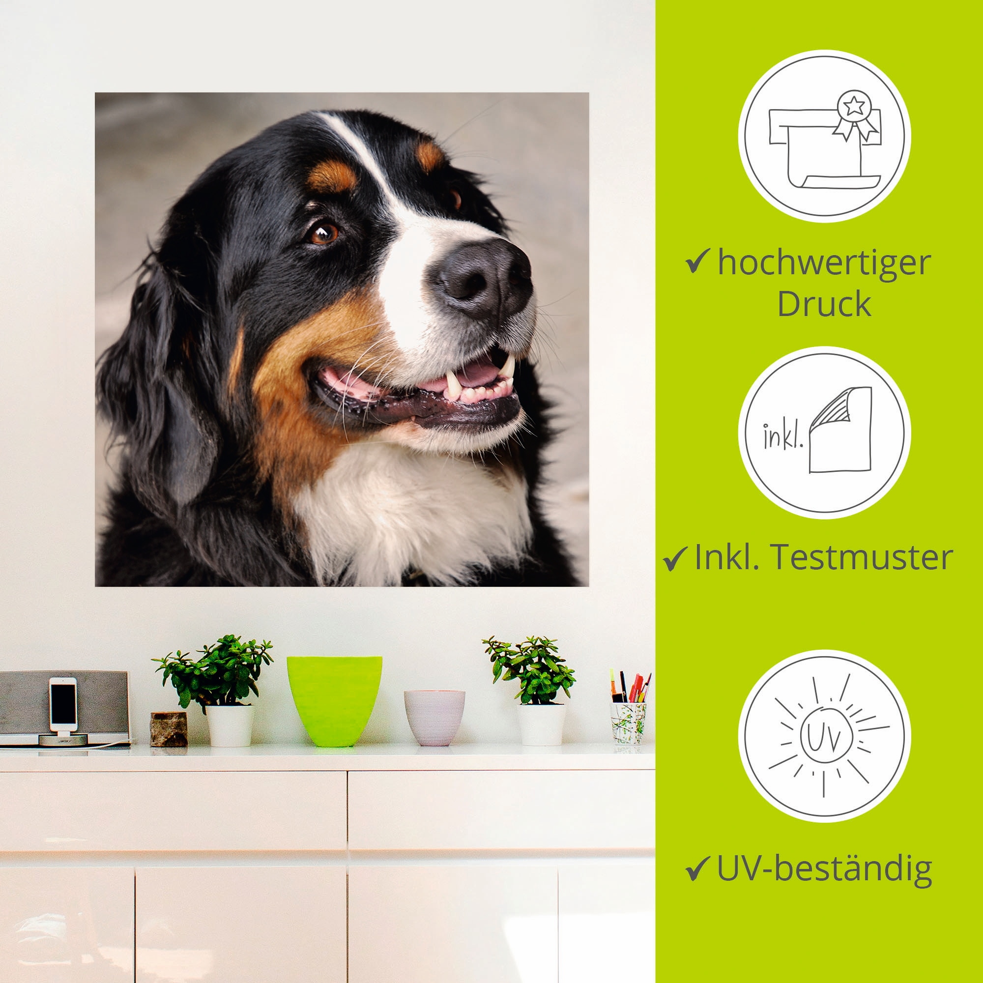 Artland Wandbild »Berner Sennenhund«, Haustiere, (1 St.), als Poster, Wandaufkleber in verschied. Grössen