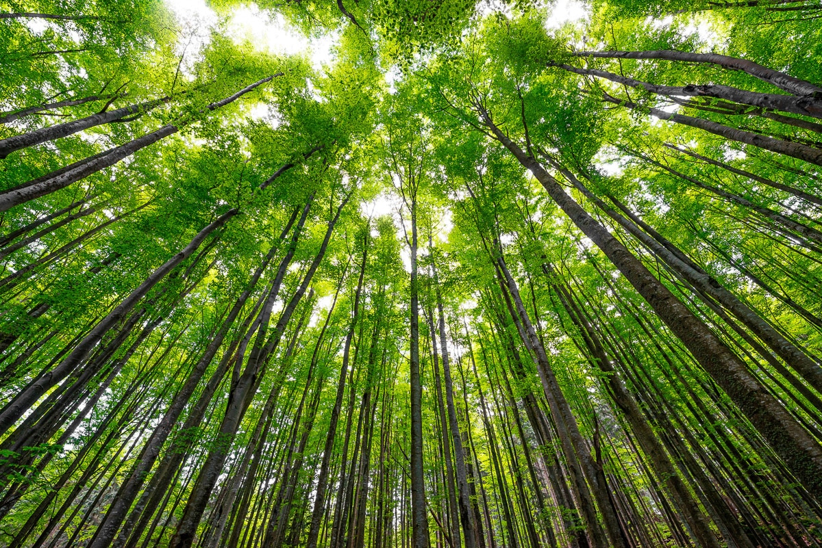 Papermoon Fototapete »Hohe Buchen«