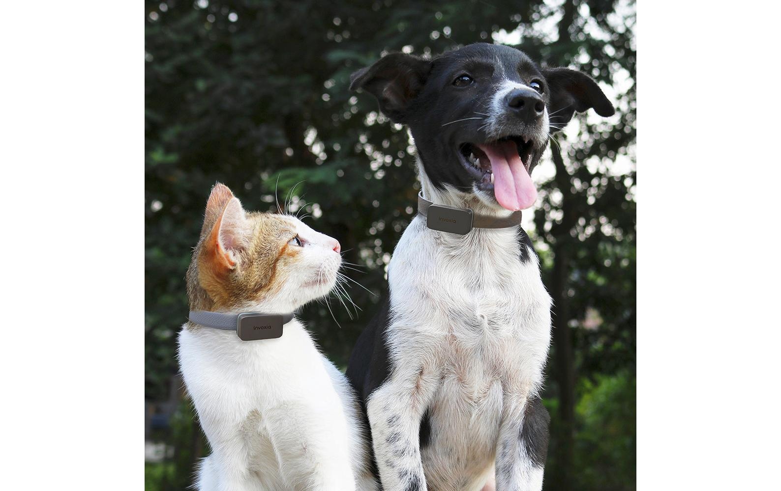 GPS-Tracker »Invoxia GPS-Tracker für Katzen«