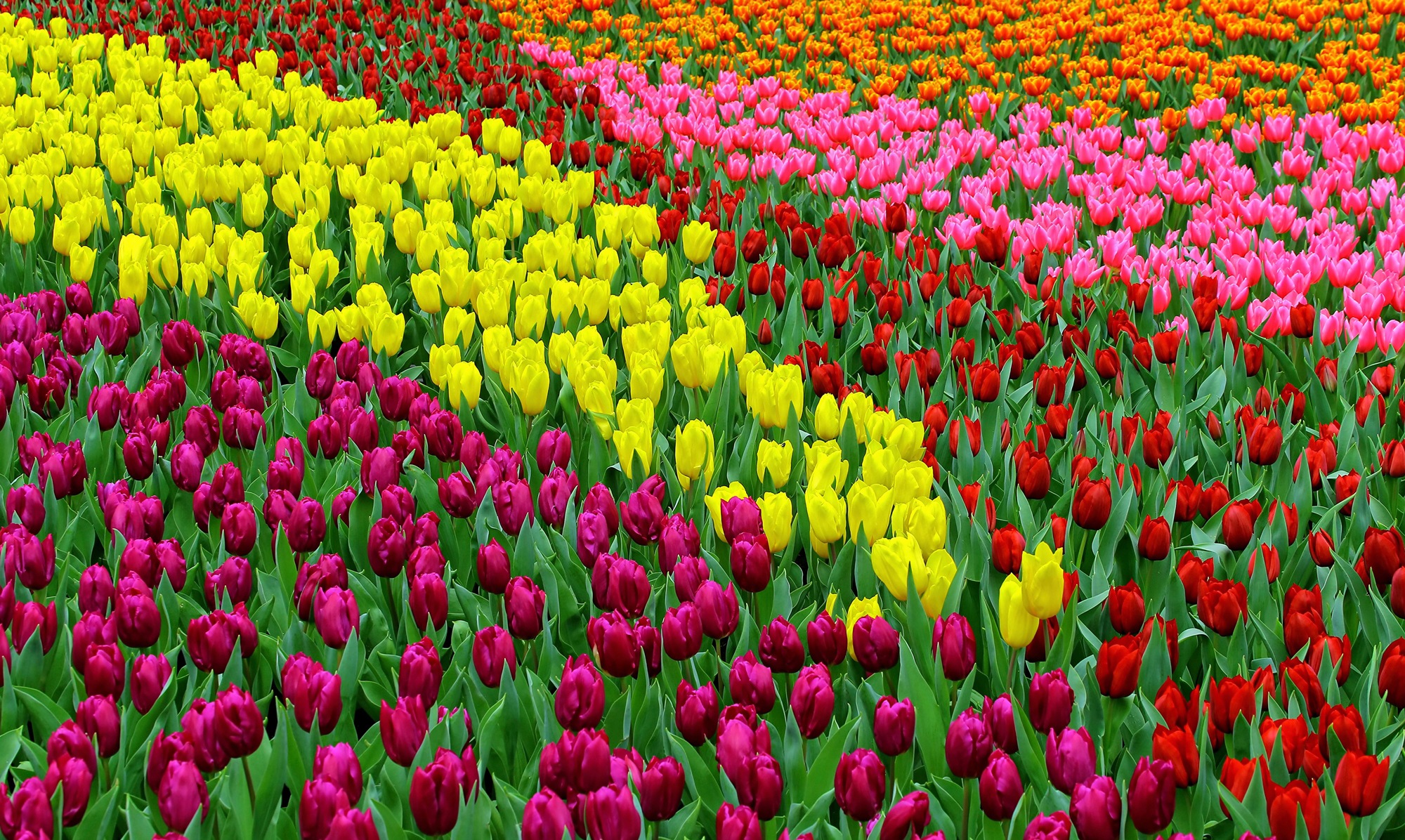 Image of Papermoon Fototapete "TULPEN FELD-BLUMEN PFLANZEN BLÜTEN NATUR MUSTER DEKOR"
