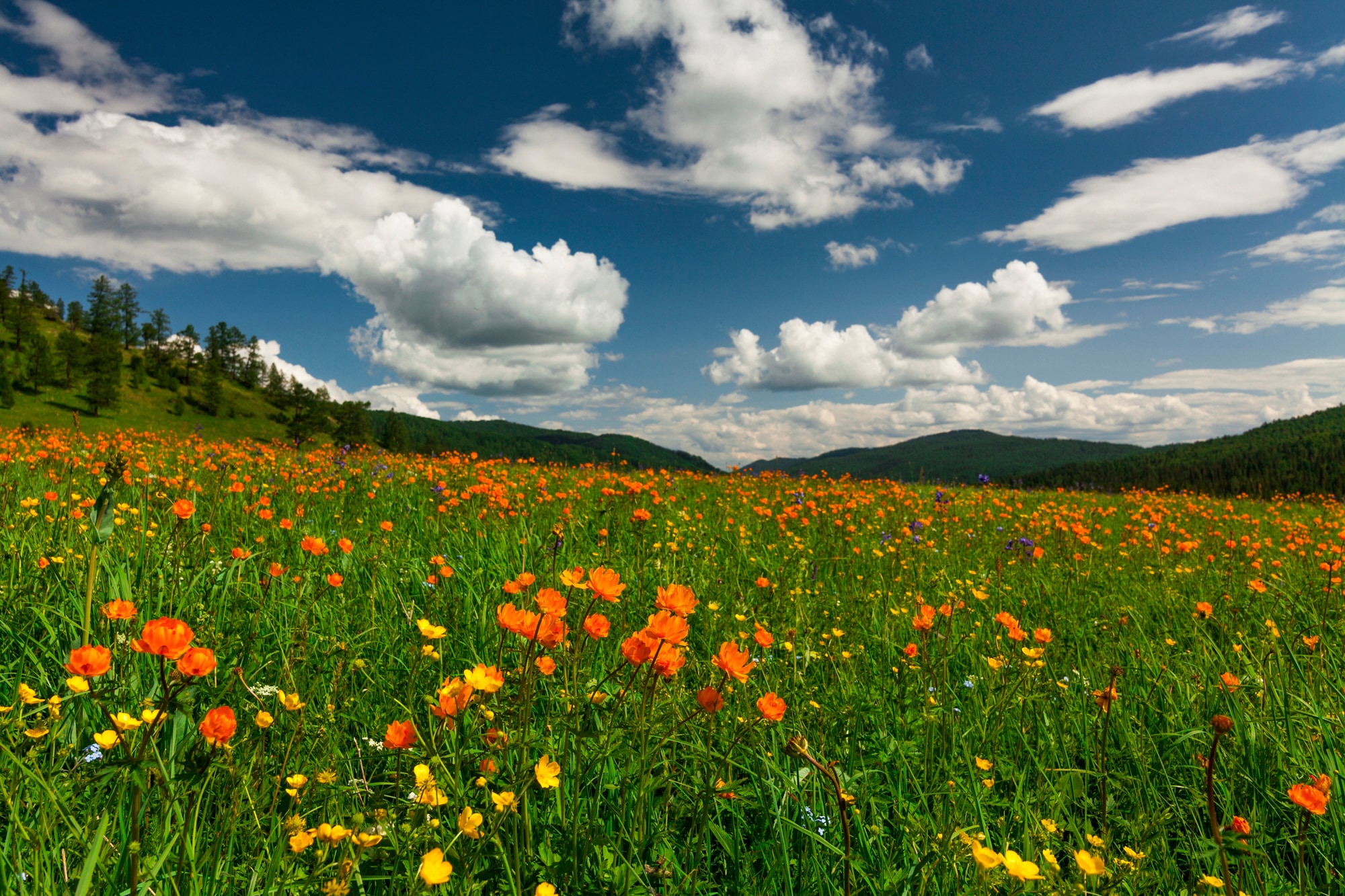 Image of Papermoon Fototapete "BLUMEN-WIESE-TROLLBLUMEN GEBIRGE WALD FELD WOLKEN SONNE"