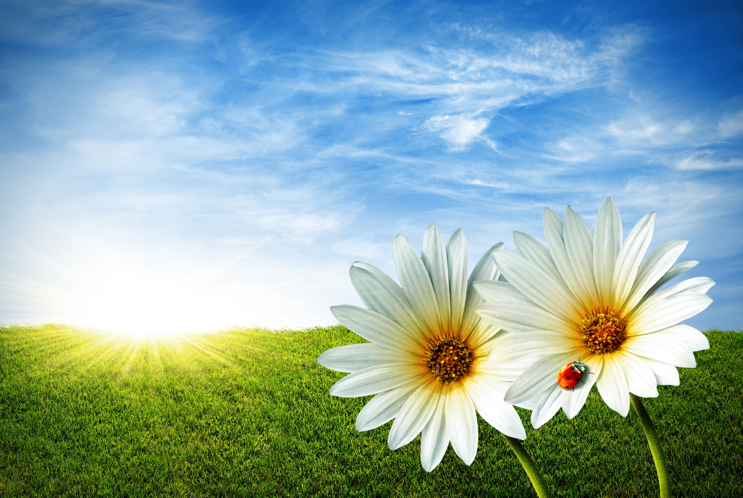 Image of Papermoon Fototapete "Spring Daisies" glatt
