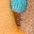 bunt