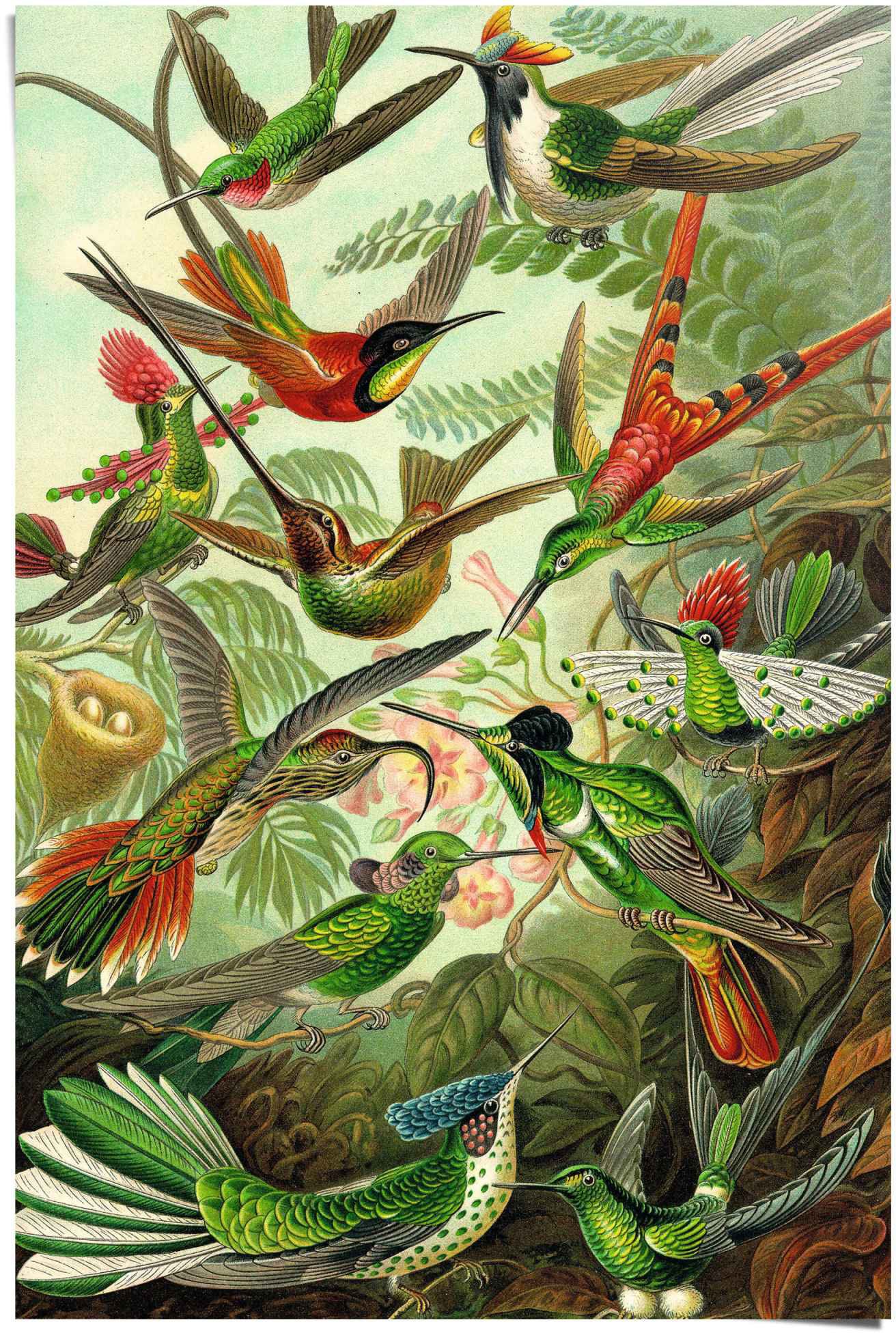 Image of Reinders Poster "Hummingbirds Vogel - Tiermotiv - Natur - Botanisch - Ernst Haeckel" 1 Stk. tlg.