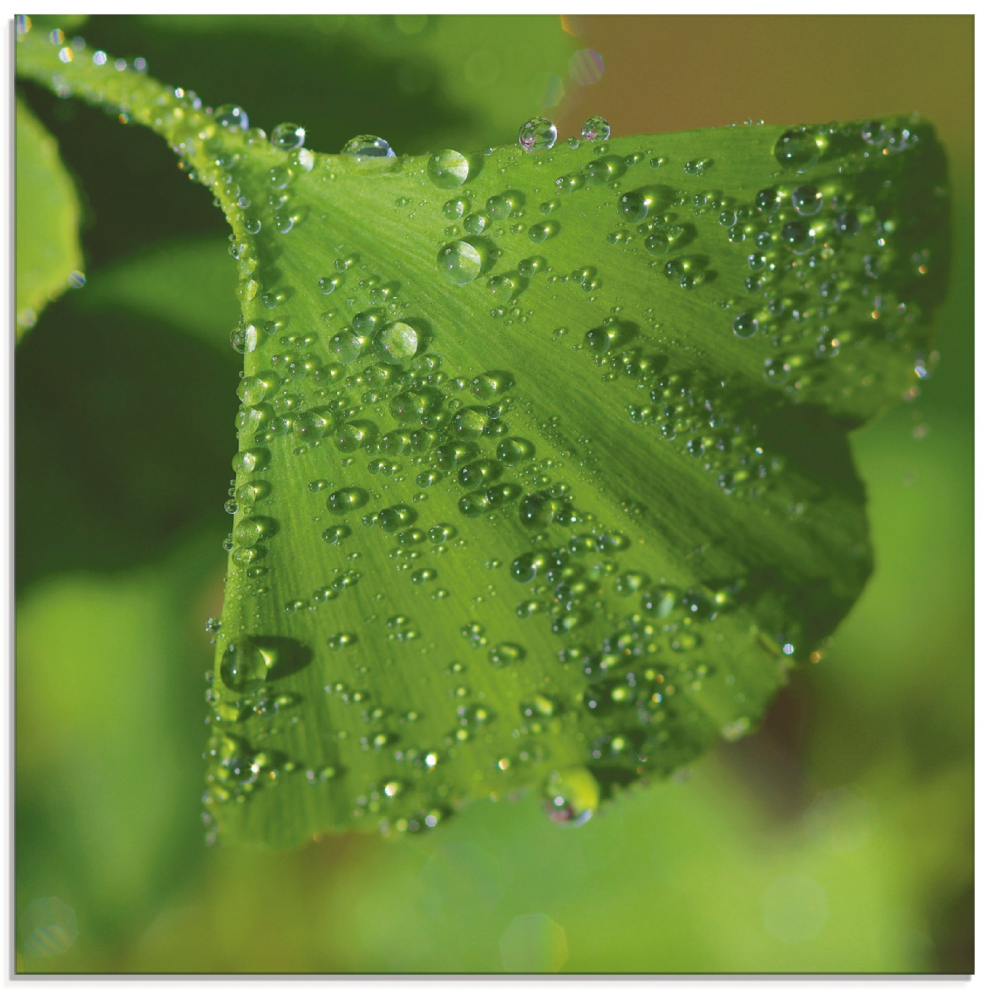 Image of Artland Glasbild "Ginkgo" Blätter 1 Stk. tlg. in verschiedenen Grössen