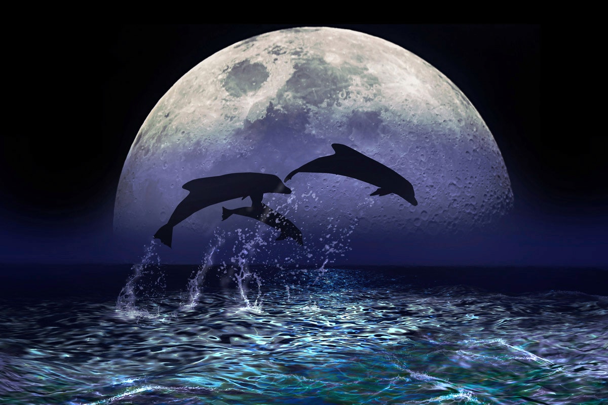 Image of Papermoon Fototapete "Delfine bei Nacht"
