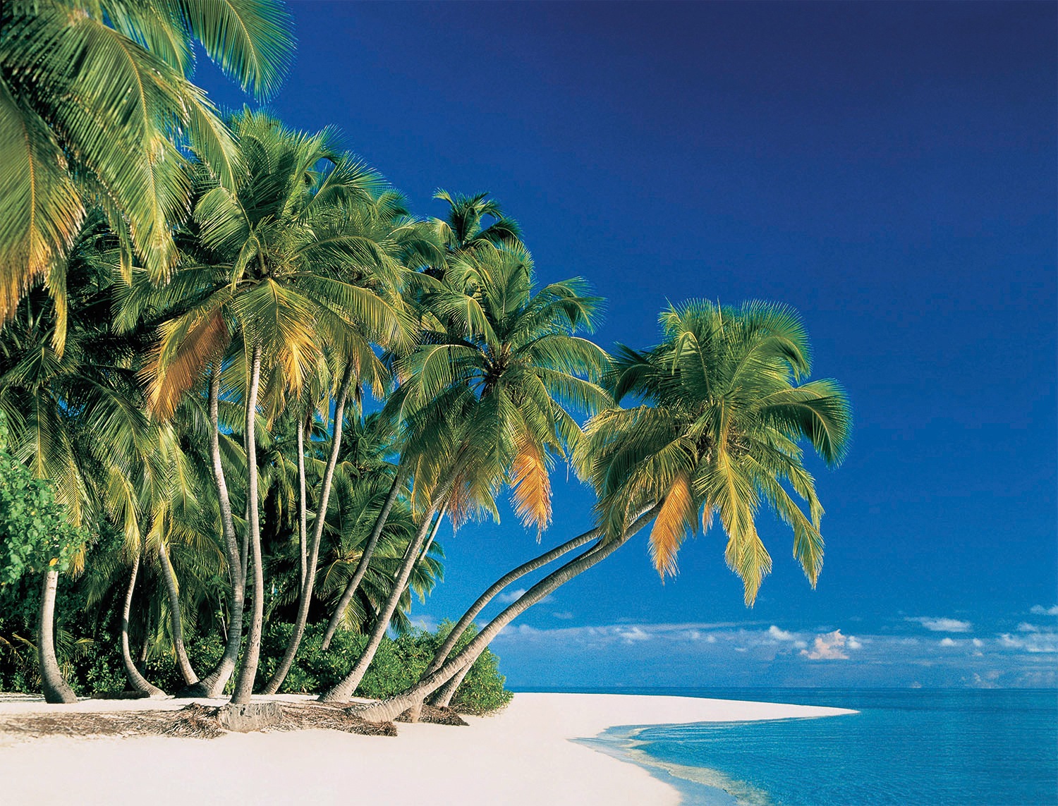 Image of Papermoon Fototapete »Tropical Palms« bei Ackermann Versand Schweiz