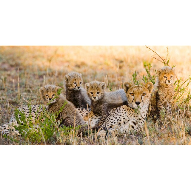 Finde Papermoon Fototapete »Gepard und Jungen« auf