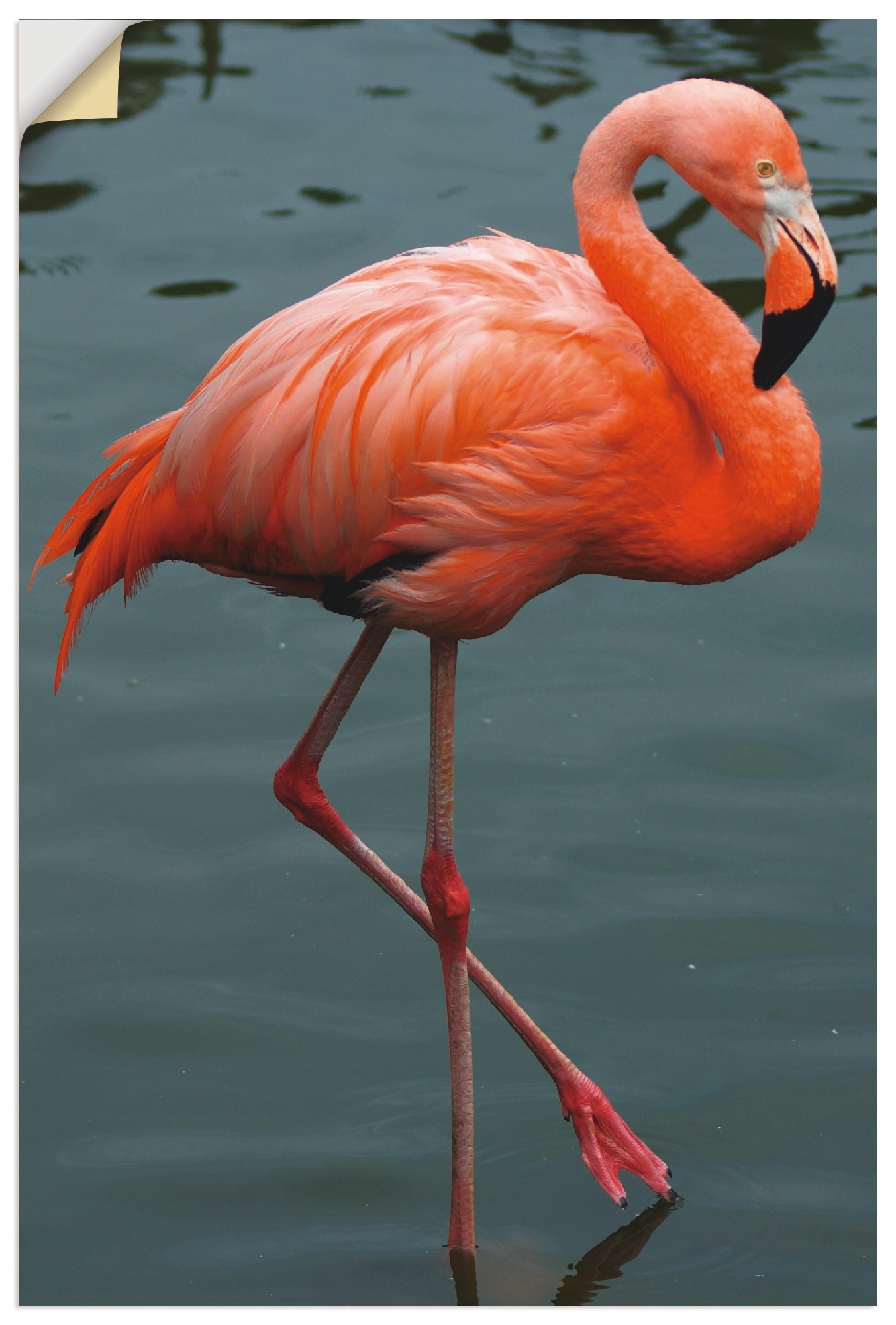 Image of Artland Wandbild »Flamingo Balance«, Vögel, (1 St.), in vielen Grössen & Produktarten -Leinwandbild, Poster, Wandaufkleber / Wandtattoo auch für Badezimmer geeignet bei Ackermann Versand Schweiz