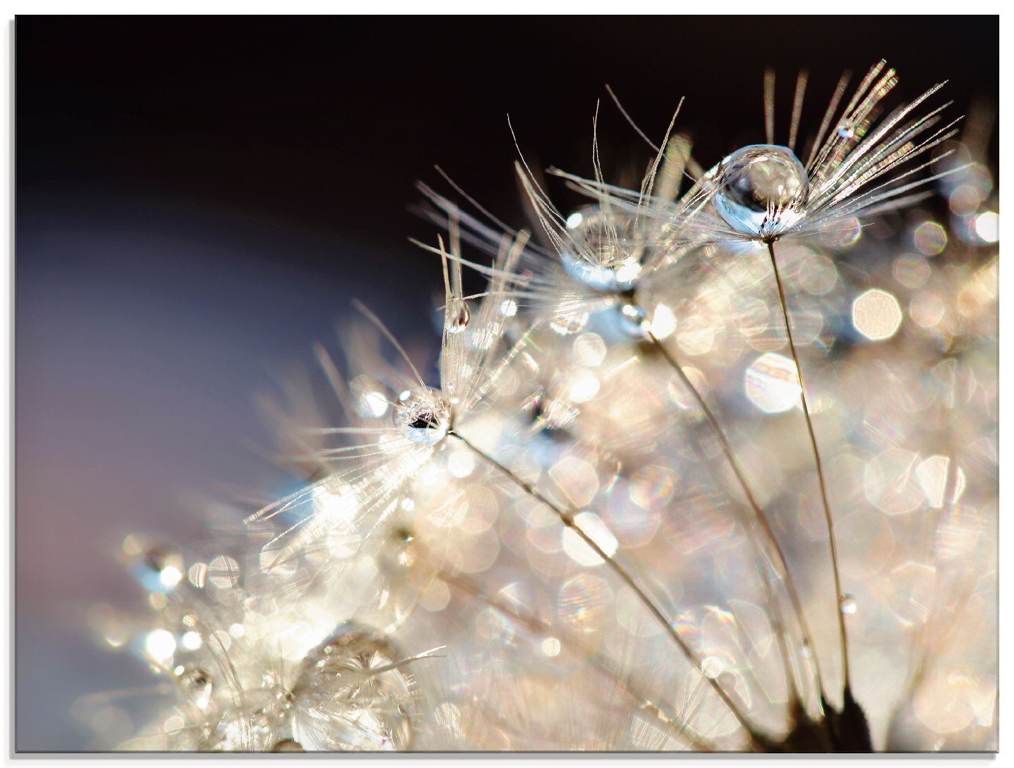 Image of Artland Glasbild "Pusteblume Fantasie" Blumen 1 Stk. tlg. in verschiedenen Grössen