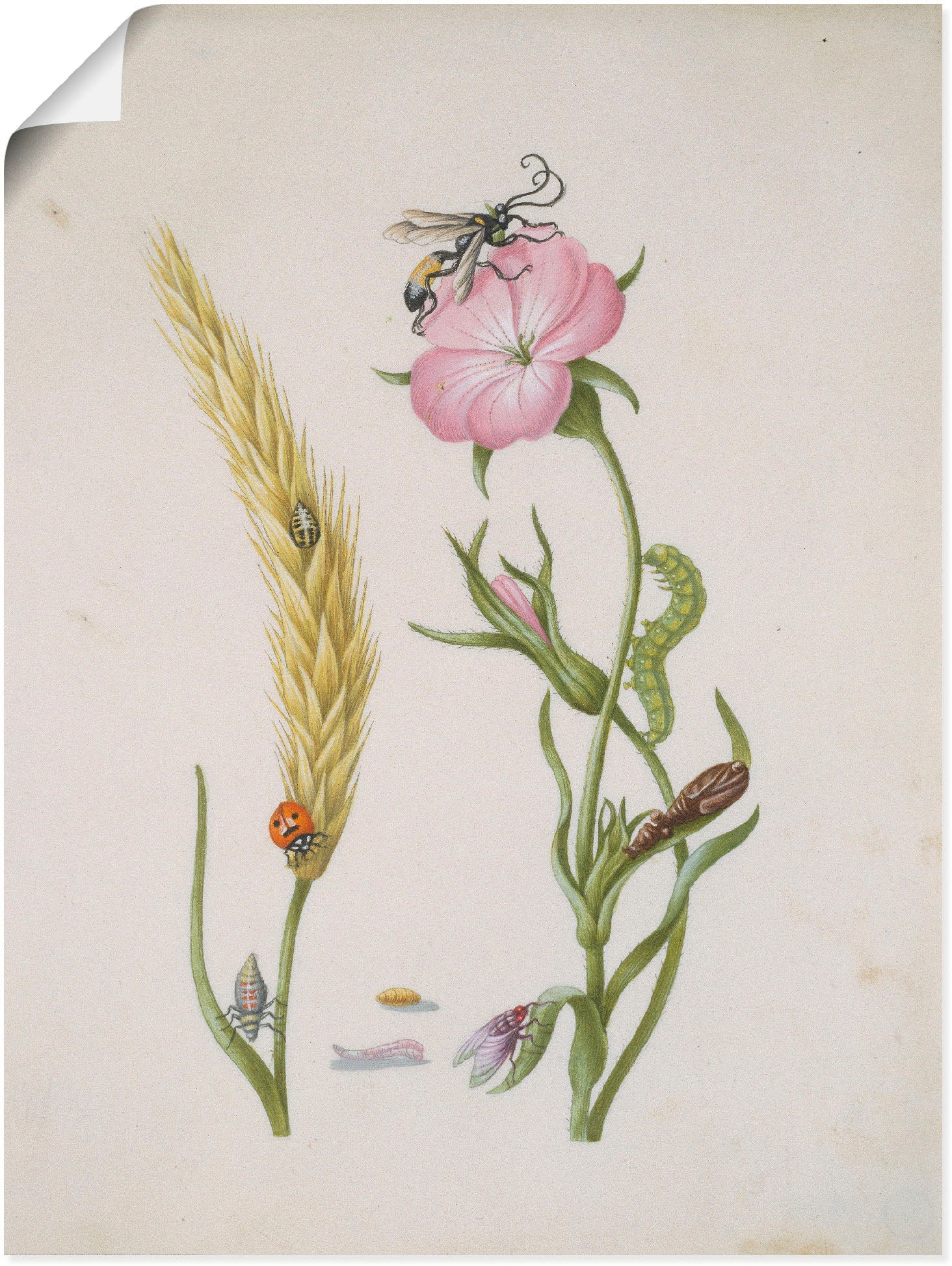 Image of Artland Poster "Marienkäfer Kornrade Larven und Puppen." Pflanzen 1 Stk. tlg. ohne Rahmen