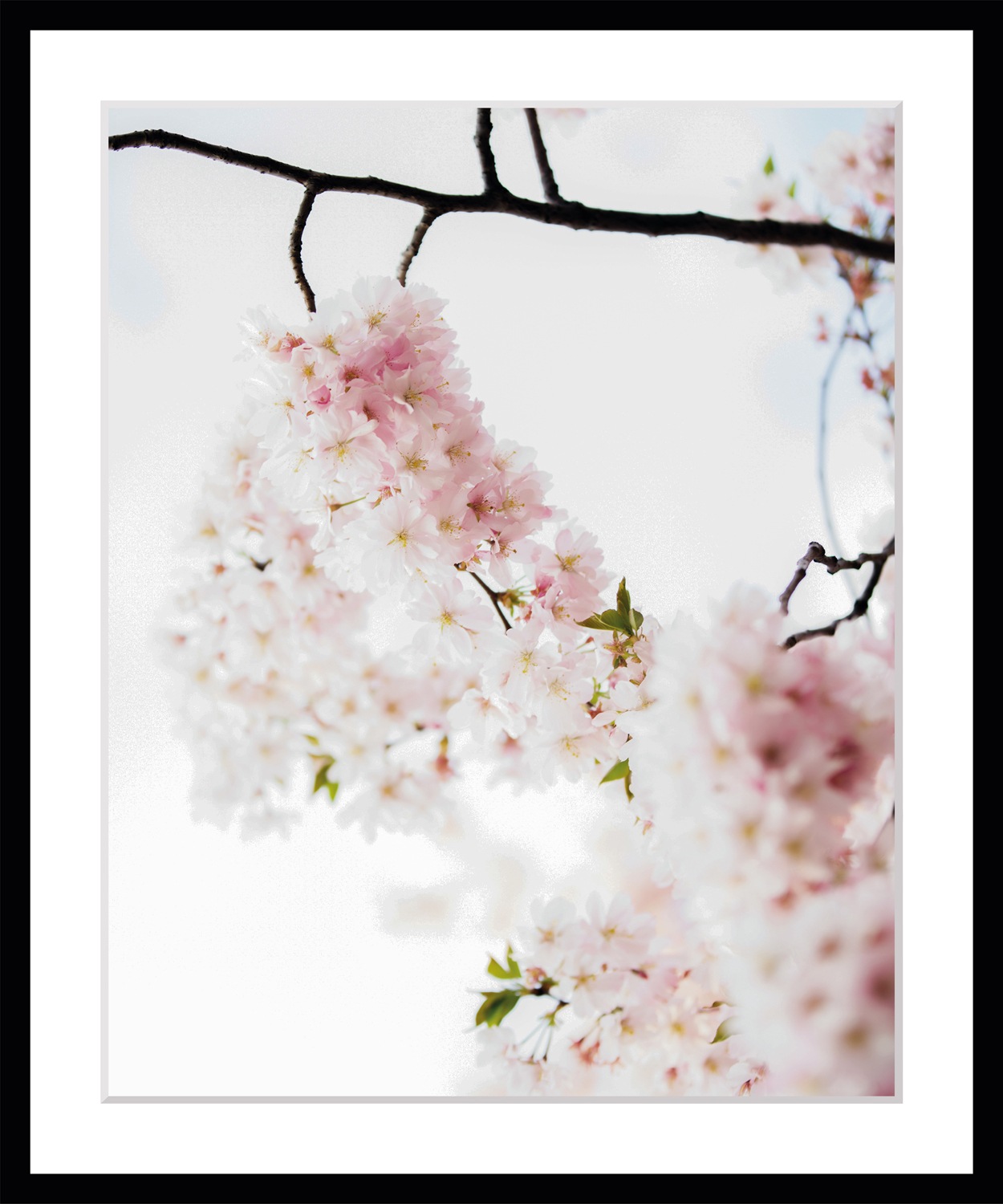 queence Bild »Lilly« Blumen | Foto | Kunst | Pflanzen | Pflanzenbilder Blumen, gerahmt