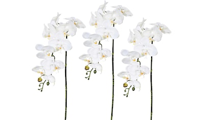 jetzt Creativ green »Orchidee« kaufen Kunstpflanze