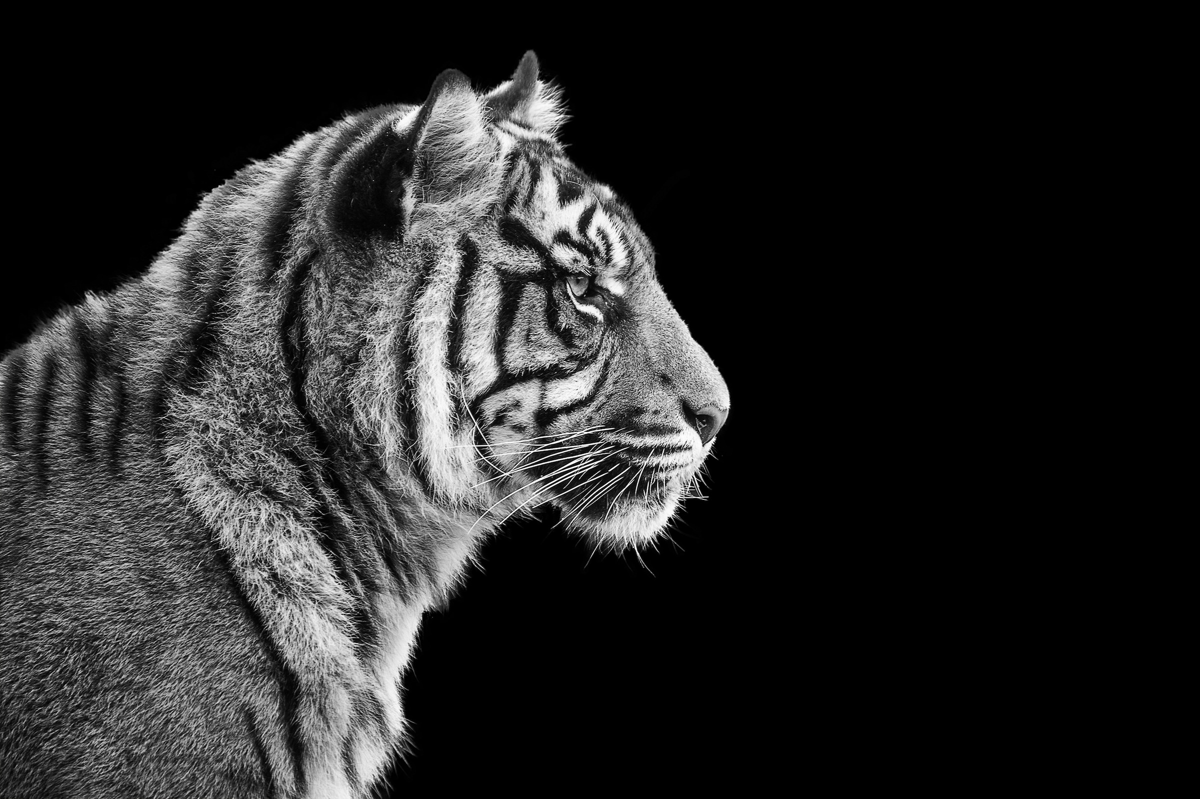 Image of Papermoon Fototapete "TIGER-LÖWE PUMA GEPARD JAGUAR SCHWARZ WEIss WANDBILD XXL"