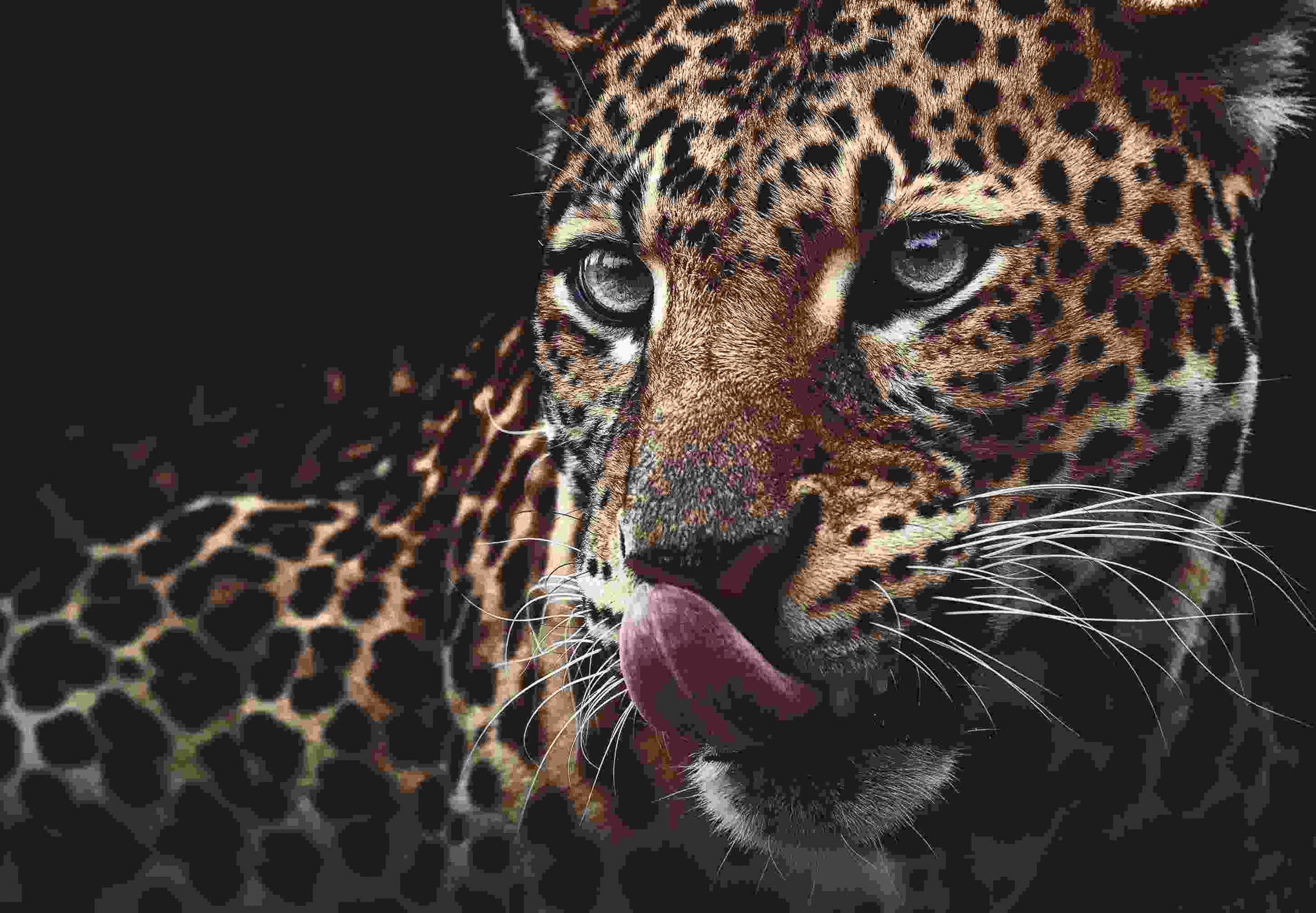 Image of Spiegelprofi GmbH Deco-Panel »Leo«, (1 St.), hochwertiger Kunstdruck bei Ackermann Versand Schweiz