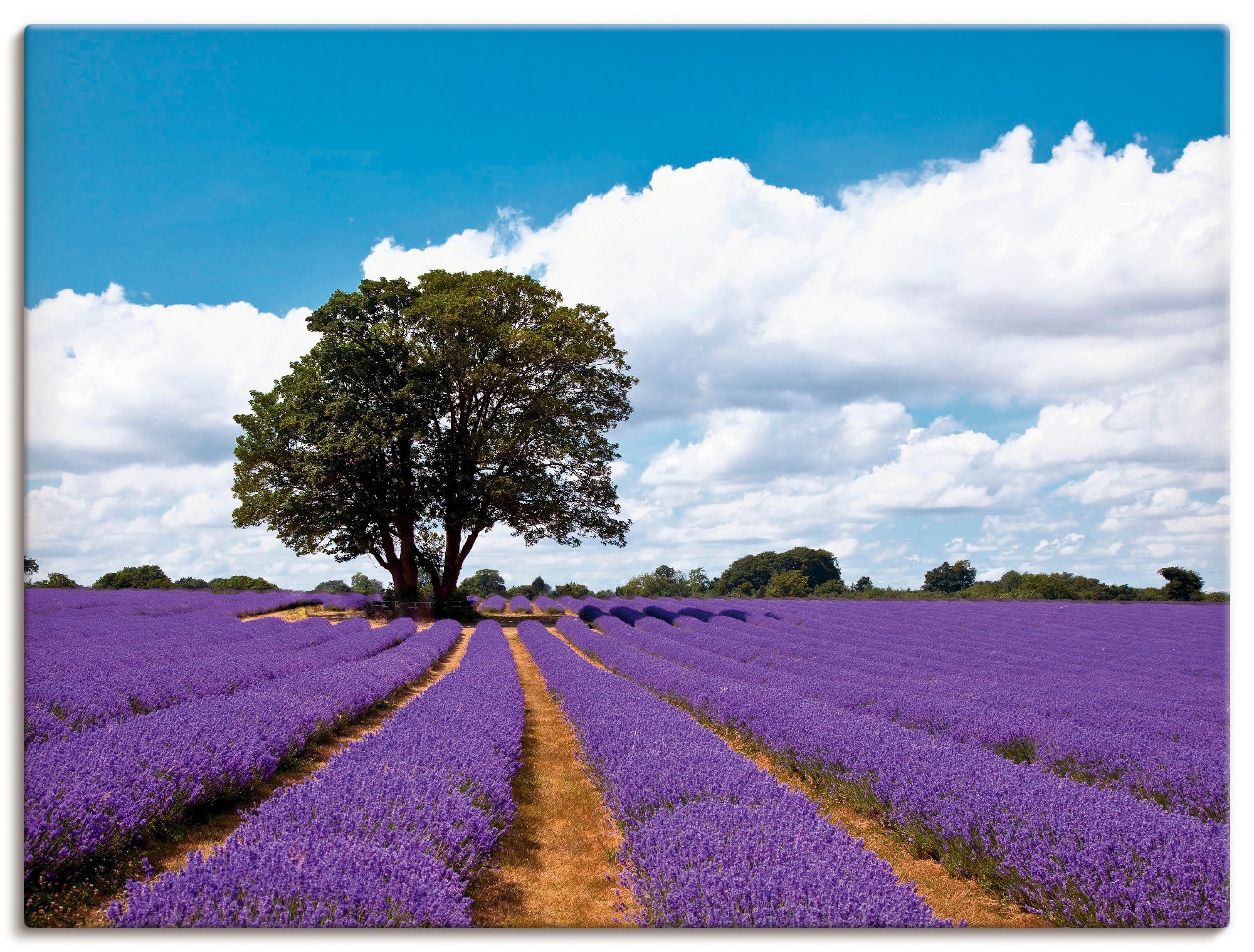 Image of Artland Leinwandbild "Schönes Lavendelfeld im Sommer" Felder 1 Stk. tlg. auf Holzrahmen gespannt