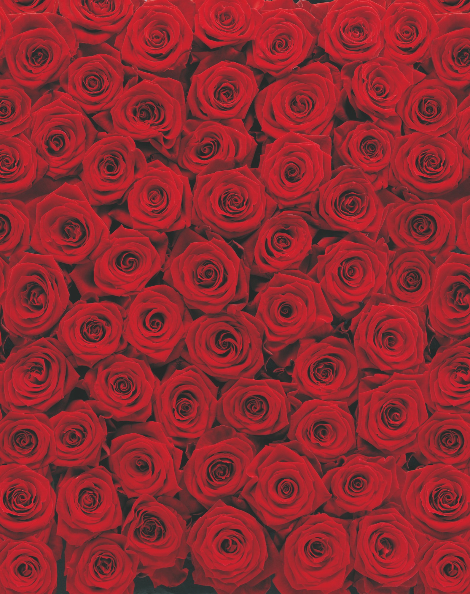 Image of Komar Fototapete »Roses«, bedruckt-floral-geblümt, ausgezeichnet lichtbeständig bei Ackermann Versand Schweiz