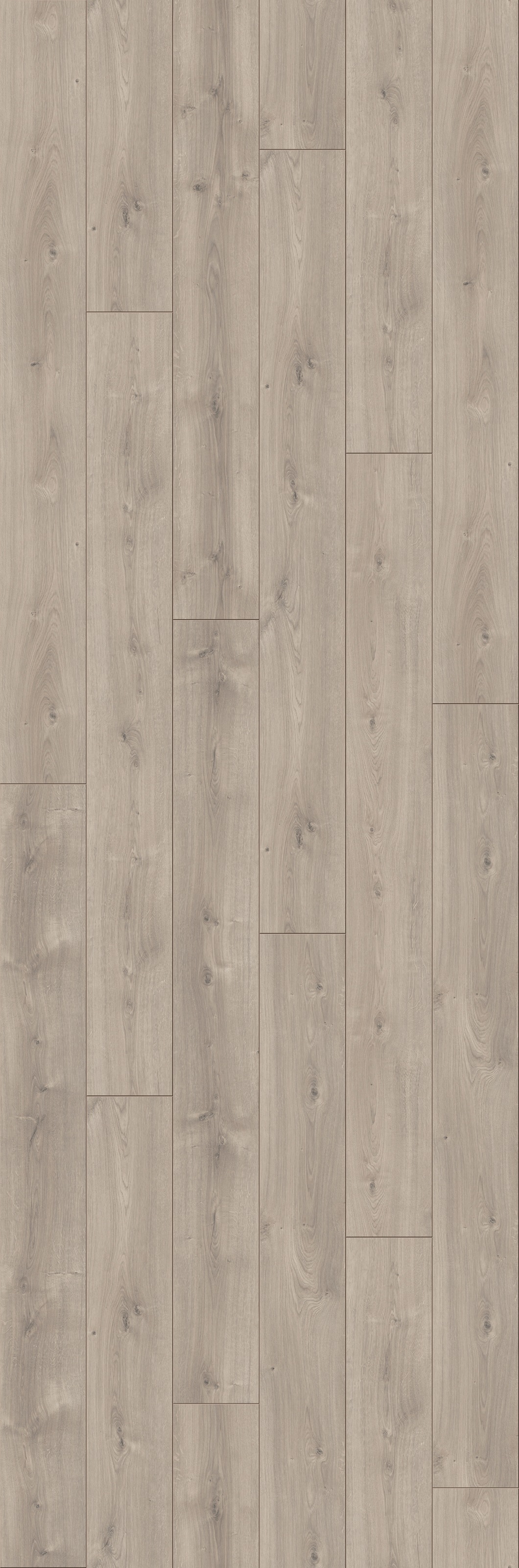 Image of PARADOR Laminat »Trendtime 6 - Eiche Mistral«, (Packung), spezielle Trägerplatte, 2200 x 243 mm, Stärke: 9 mm bei Ackermann Versand Schweiz