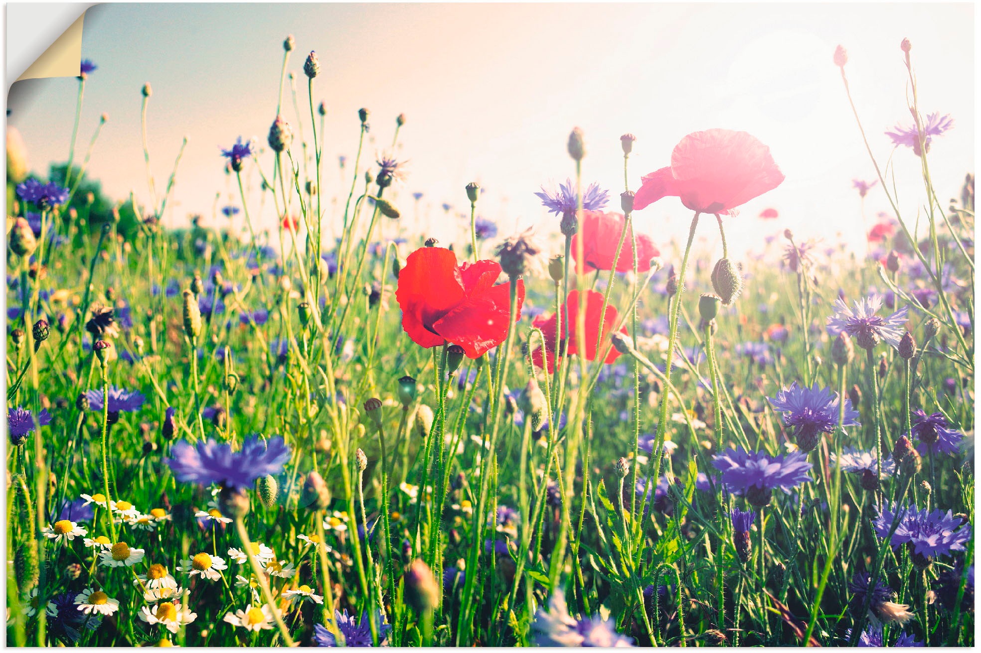 Image of Artland Wandbild »Mohnblume im Feld«, Blumen, (1 St.), in vielen Grössen & Produktarten - Alubild / Outdoorbild für den Aussenbereich, Leinwandbild, Poster, Wandaufkleber / Wandtattoo auch für Badezimmer geeignet bei Ackermann Versand Schweiz