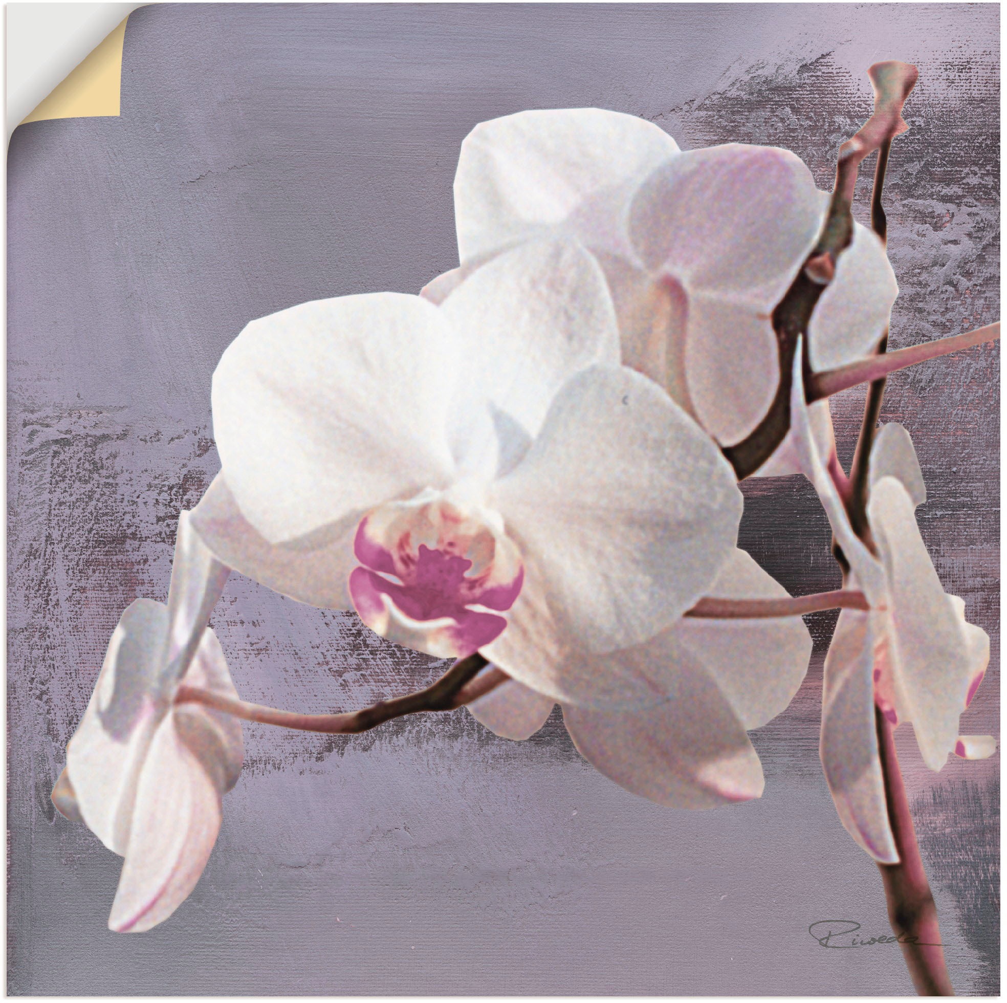Wandbild »Orchideen vor Violett I«, Blumen, (1 St.), als Alubild, Outdoorbild,...