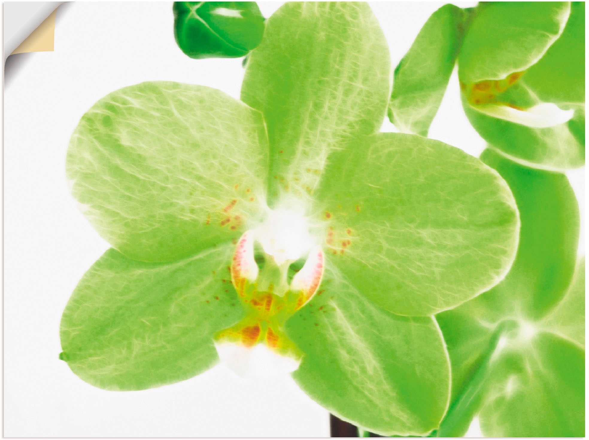 Image of Artland Wandbild »Blüte«, Blumen, (1 St.), in vielen Grössen & Produktarten -Leinwandbild, Poster, Wandaufkleber / Wandtattoo auch für Badezimmer geeignet bei Ackermann Versand Schweiz