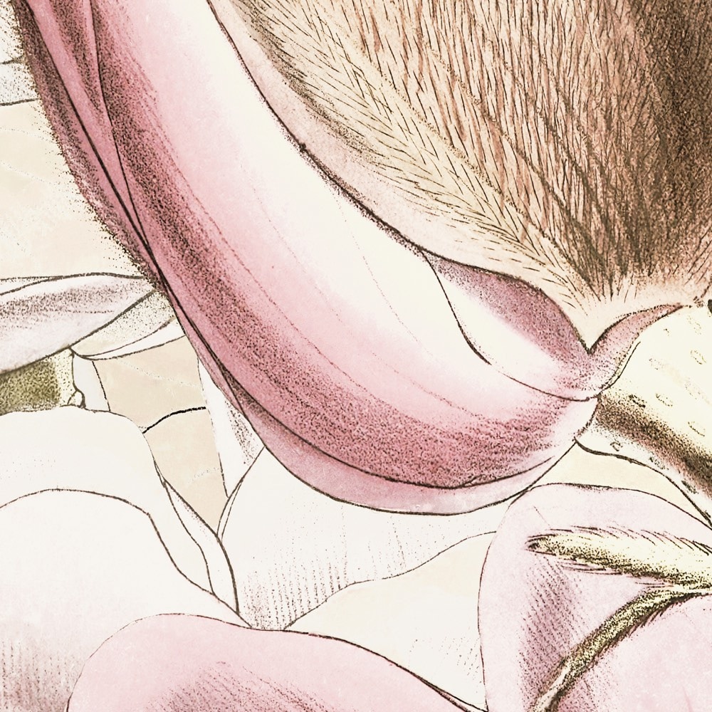 Komar Fototapete »Vlies Fototapete - Petals - Grösse 350 x 250 cm« Motiv | bedruckt glatt