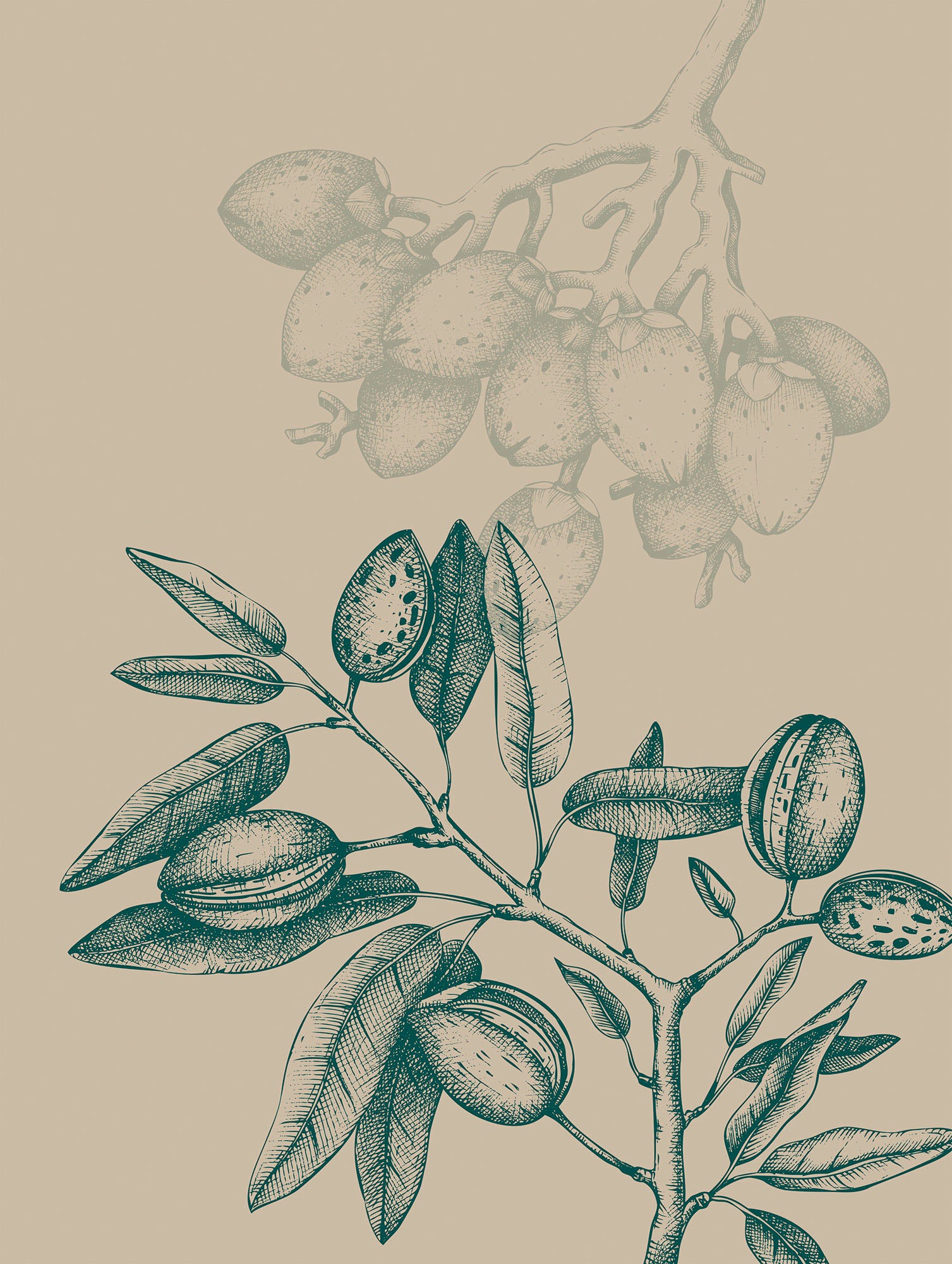 Image of Komar Wandbild »Wild Mandolino«, (1 St.), Deutsches Premium-Poster Fotopapier mit seidenmatter Oberfläche und hoher Lichtbeständigkeit. Für fotorealistische Drucke mit gestochen scharfen Details und hervorragender Farbbrillanz. bei Ackermann Versand Schwe
