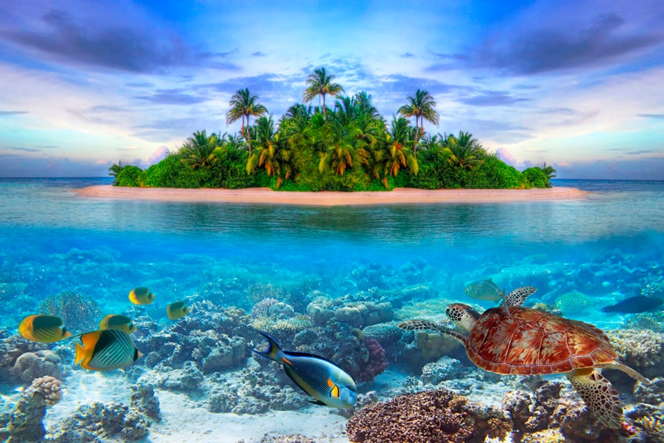 Image of Papermoon Fototapete "Marine Life Maldives" matt