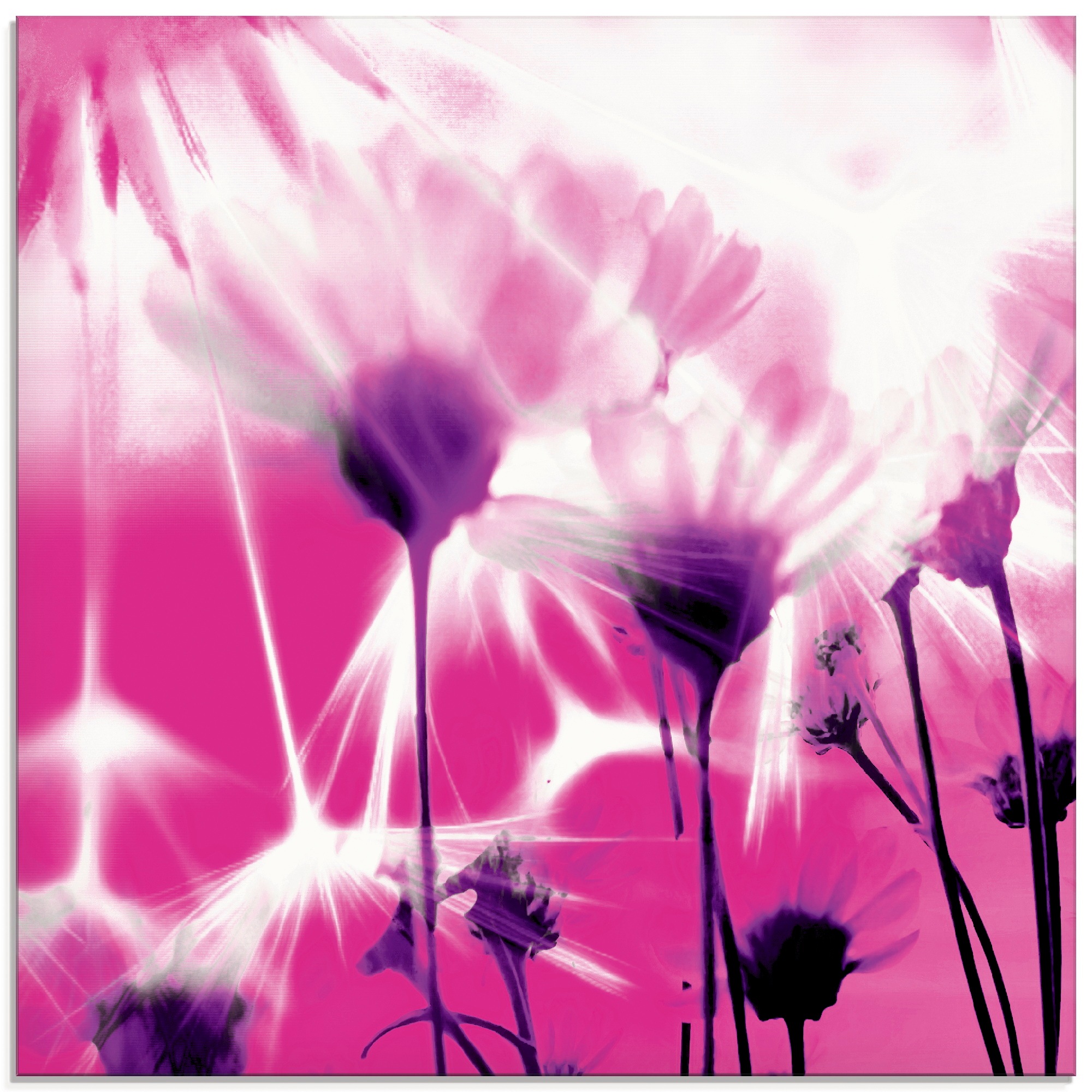 Image of Artland Glasbild »Pusteblume abstrakt«, Blumen, (1 St.) bei Ackermann Versand Schweiz