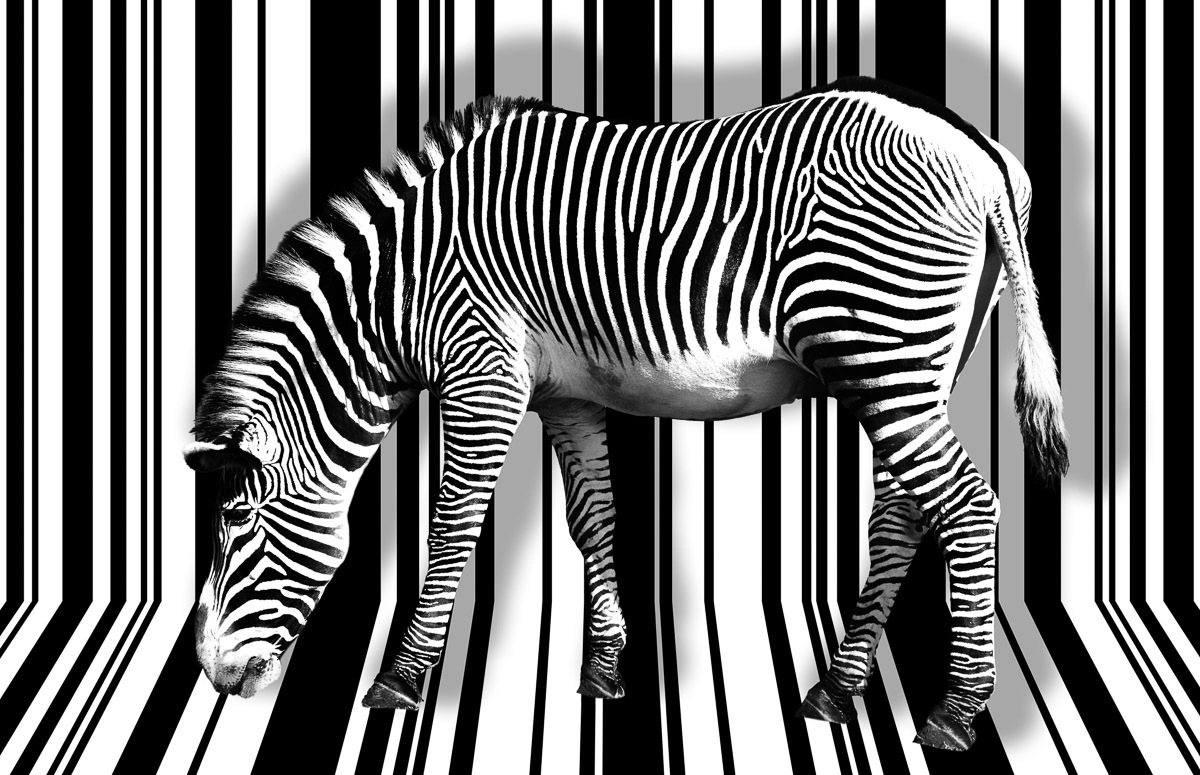 Image of Papermoon Fototapete »Zebra«, Vliestapete, hochwertiger Digitaldruck, inklusive Kleister bei Ackermann Versand Schweiz