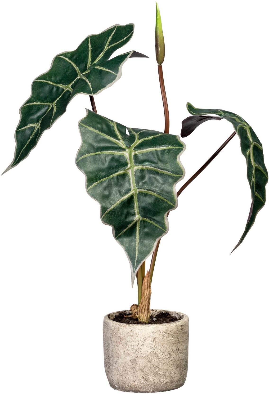 Image of Creativ green Künstliche Zimmerpflanze »Alocasia«, (1 St.), im Zementtopf bei Ackermann Versand Schweiz