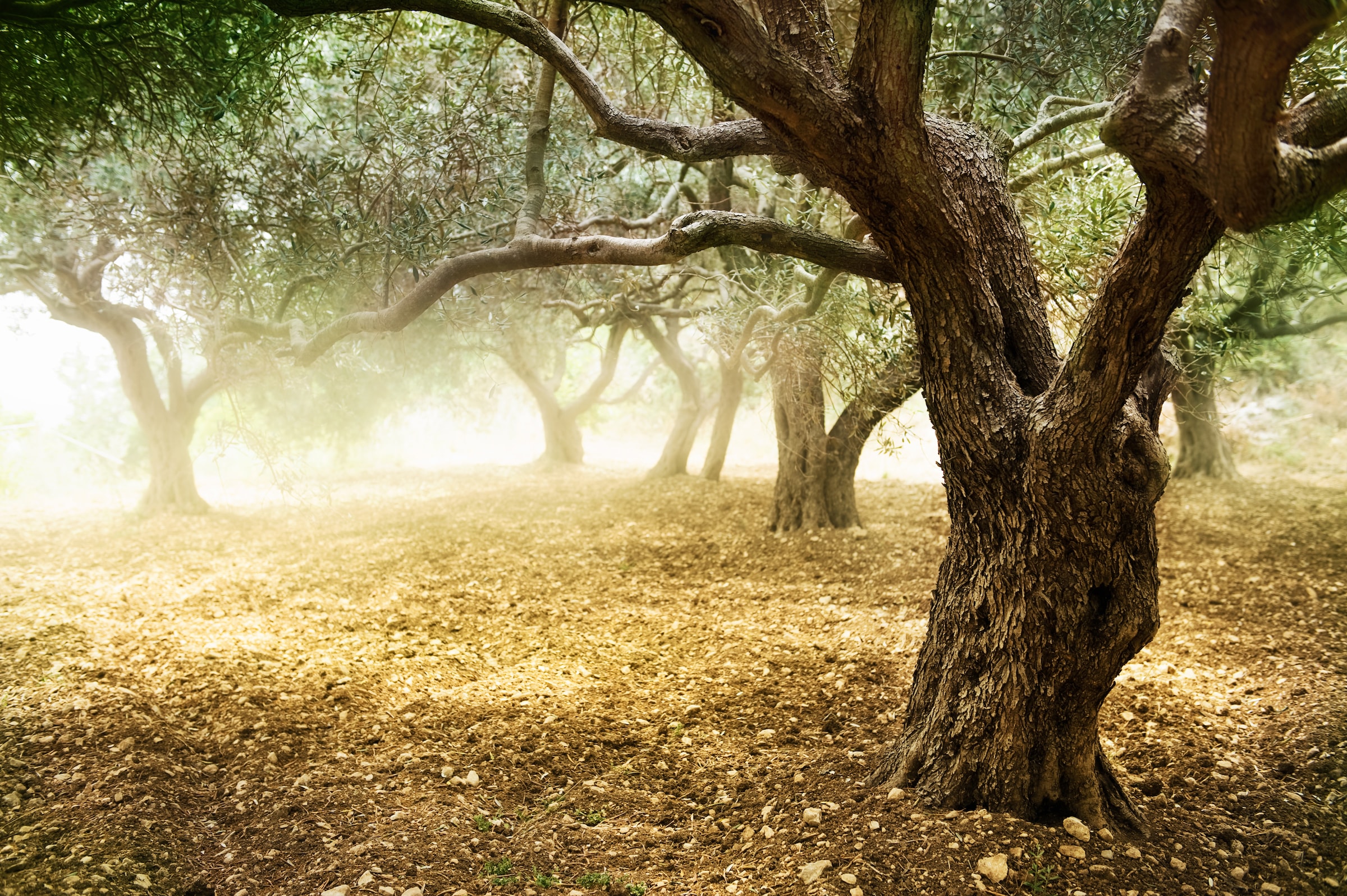 Image of Papermoon Fototapete "Old Olive Trees" glatt