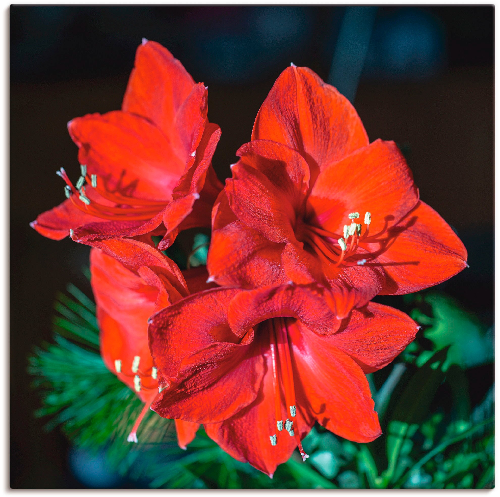 Image of Artland Wandbild »rote Amaryllis«, Blumen, (1 St.), in vielen Grössen & Produktarten -Leinwandbild, Poster, Wandaufkleber / Wandtattoo auch für Badezimmer geeignet bei Ackermann Versand Schweiz