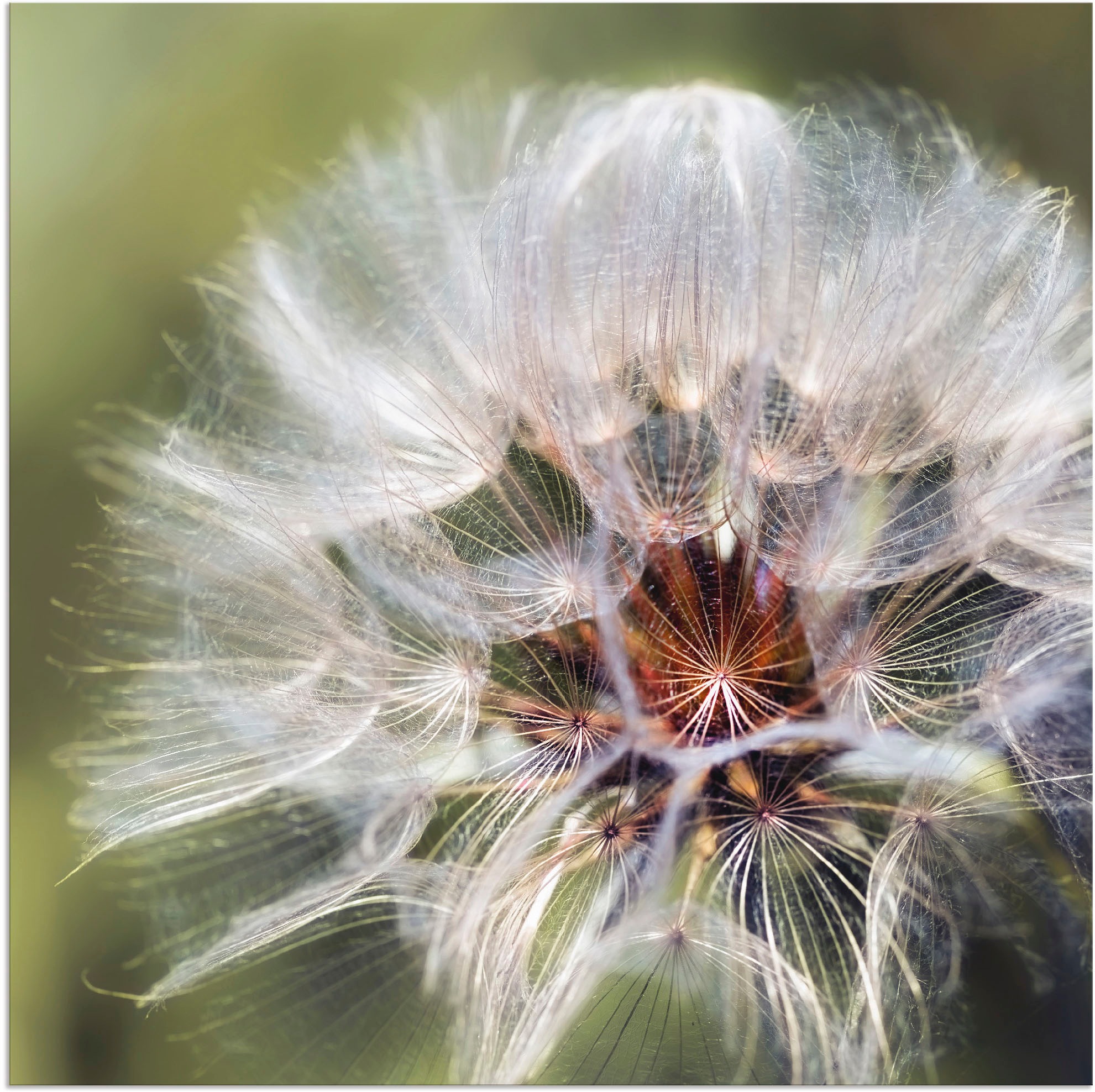 Image of Artland Alu-Dibond-Druck "Pusteblume II" Blumen 1 Stk. tlg. für Innen- und Aussenbereich geeignet, Outdoorbild