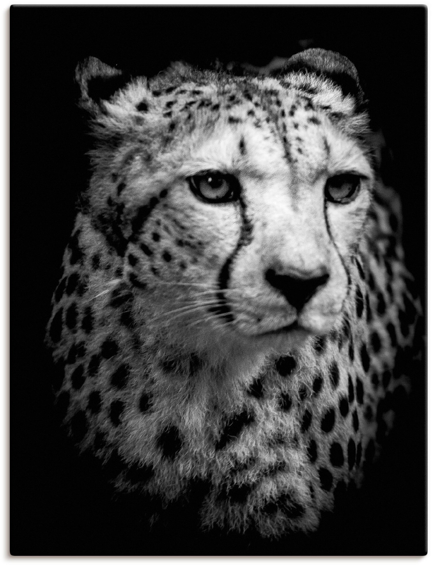 Artland Wandbild »Der Gepard«, in maintenant als Wandaufkleber Poster (1 Alubild, Wildtiere, oder versch. Leinwandbild, St.), Grössen