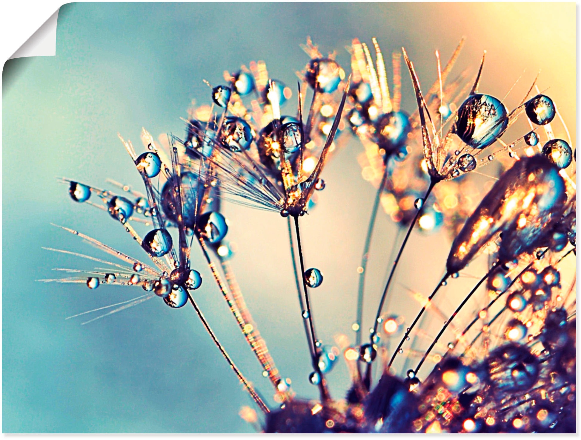 Image of Artland Wandbild »Pusteblume Glitzertau«, Blumen, (1 St.), in vielen Grössen & Produktarten -Leinwandbild, Poster, Wandaufkleber / Wandtattoo auch für Badezimmer geeignet bei Ackermann Versand Schweiz