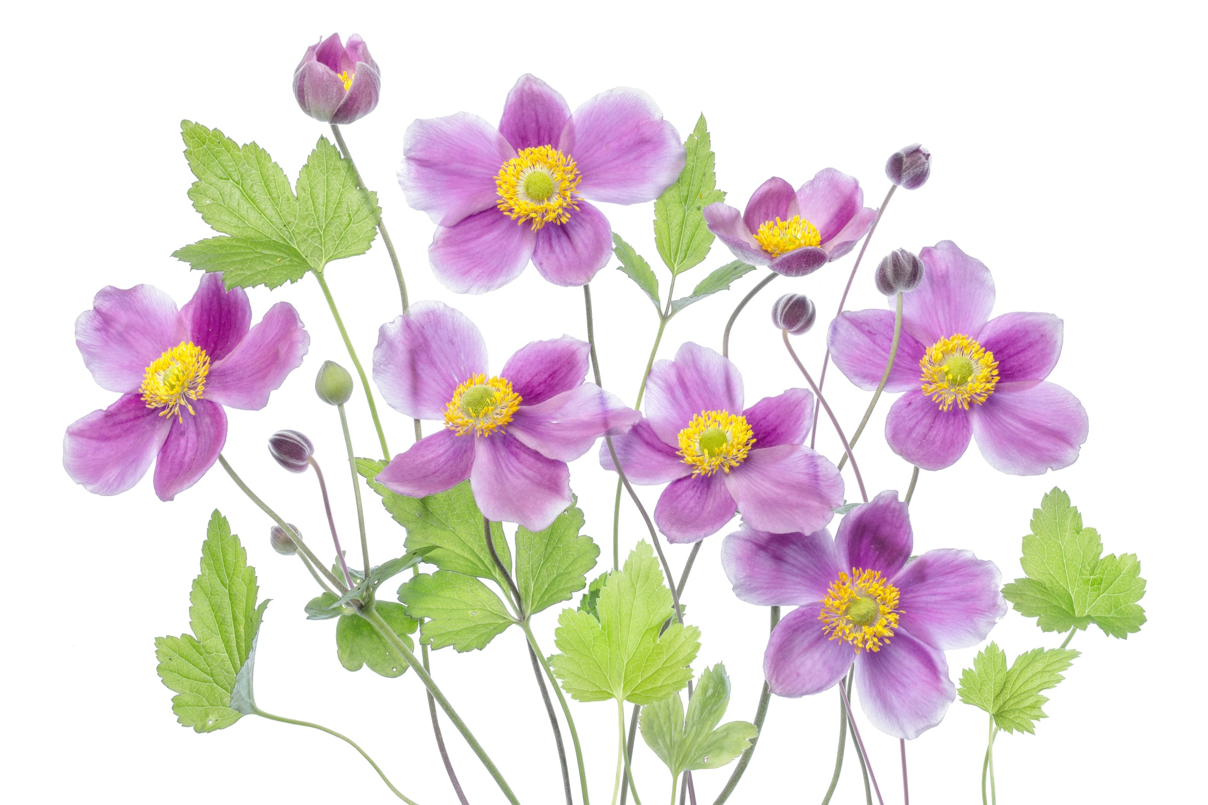 Papermoon Fototapete »Photo-Art  MANDY DISHER, ANEMONE 'HADSPEN FÜLLE'«