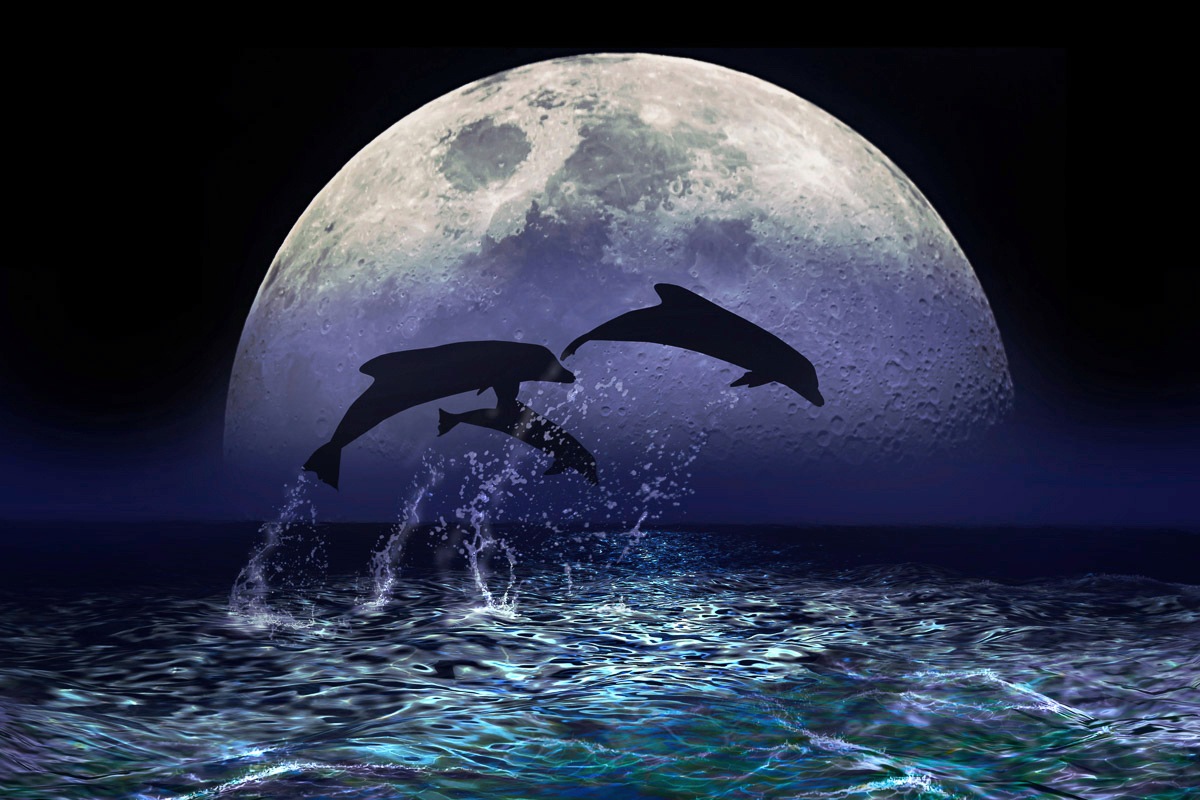 Fototapete »Delfine bei Nacht«
