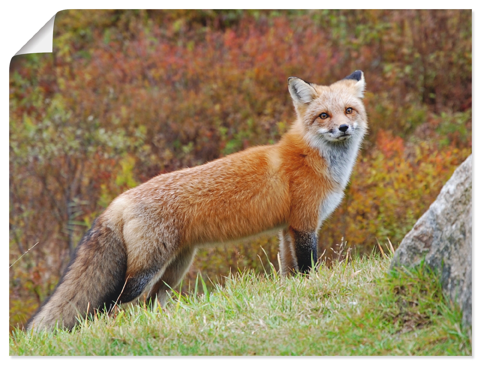 Leinwandbild, versch. als Artland St.), »Fuchs in Grössen à Wildtiere, (1 Wandbild Wandaufkleber oder Poster bas prix I«,