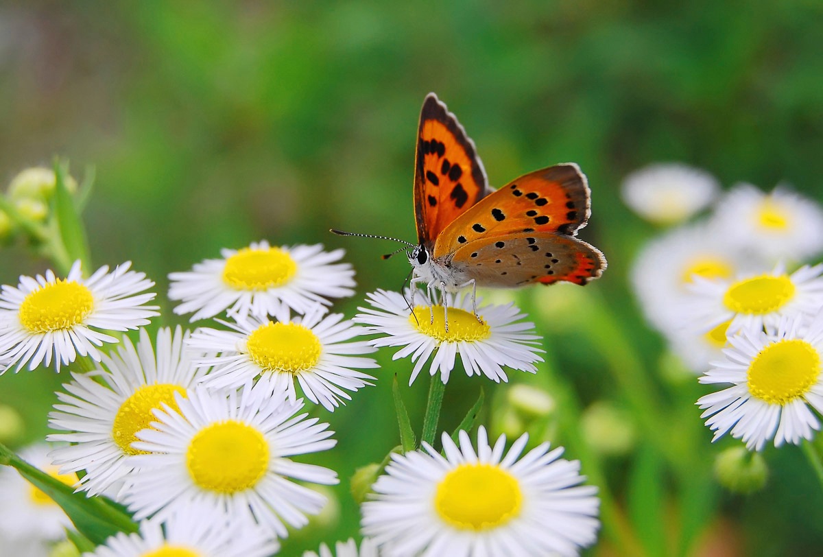 Image of Papermoon Fototapete "Schmetterling"