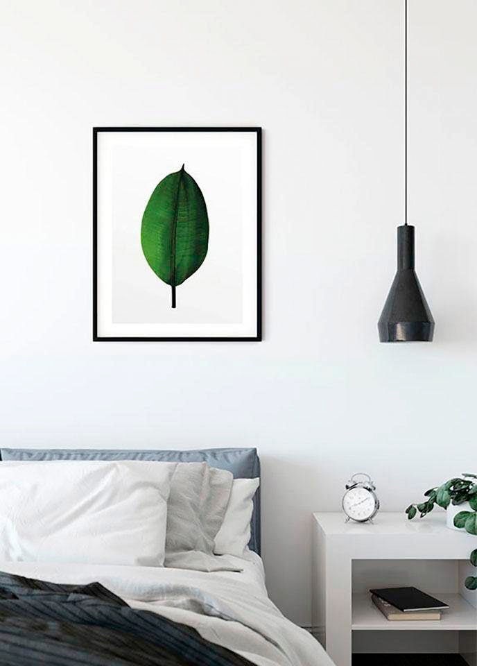Image of Komar Bild "Ficus Leaf" Blätter Pflanzen 1 Stk. tlg. Wandbild zur Dekoration - ohne Rahmen