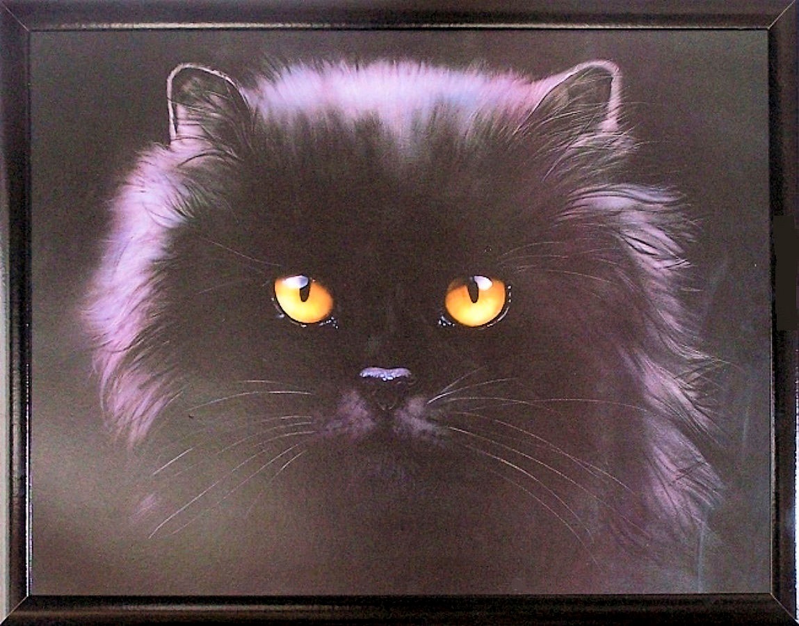 Image of my home Bild mit Rahmen »Black Persian«, (1 St.) bei Ackermann Versand Schweiz