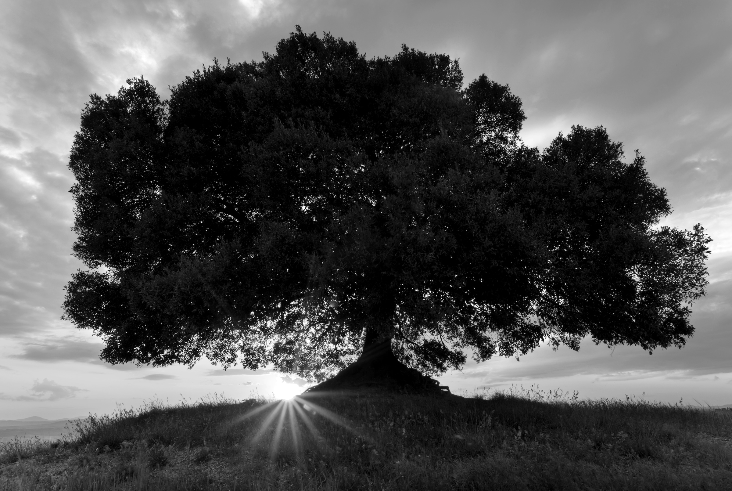 Image of Papermoon Fototapete "Baum Schwarz & Weiss"