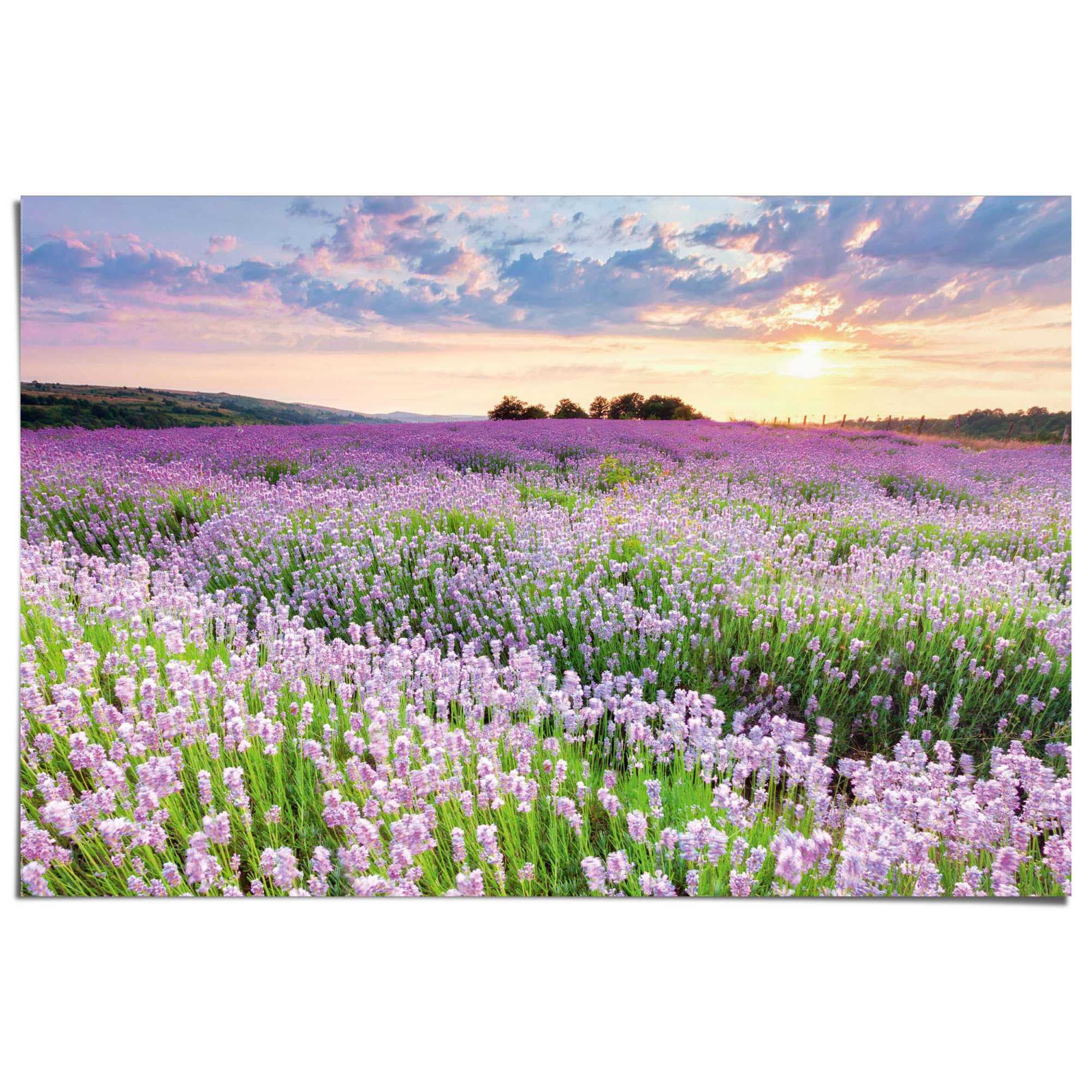 Image of Reinders Poster "Lavendelfeld" Hobbyraum - Lila - 150 gr. Papier - Blumen und Pflanzen - 91,5x61 cm